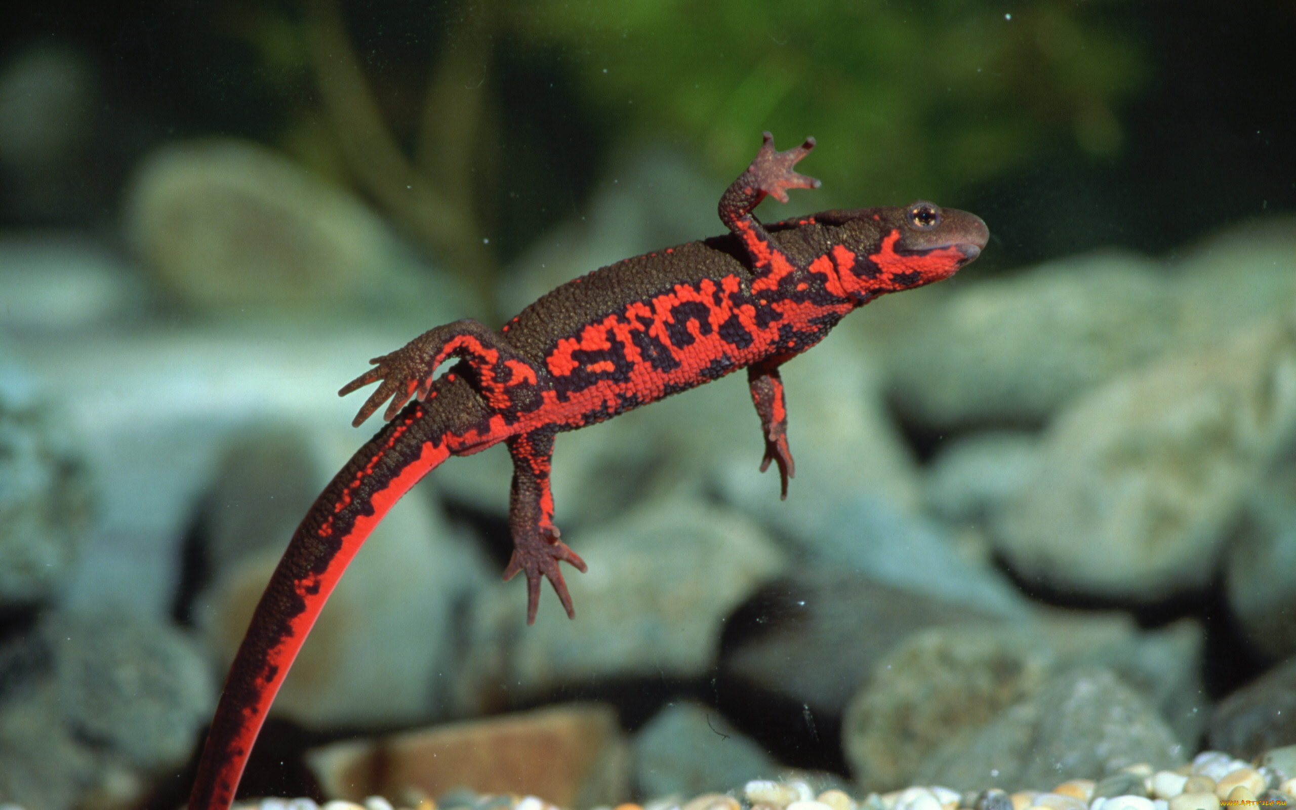 животные, Ящерицы, игуаны, вараны