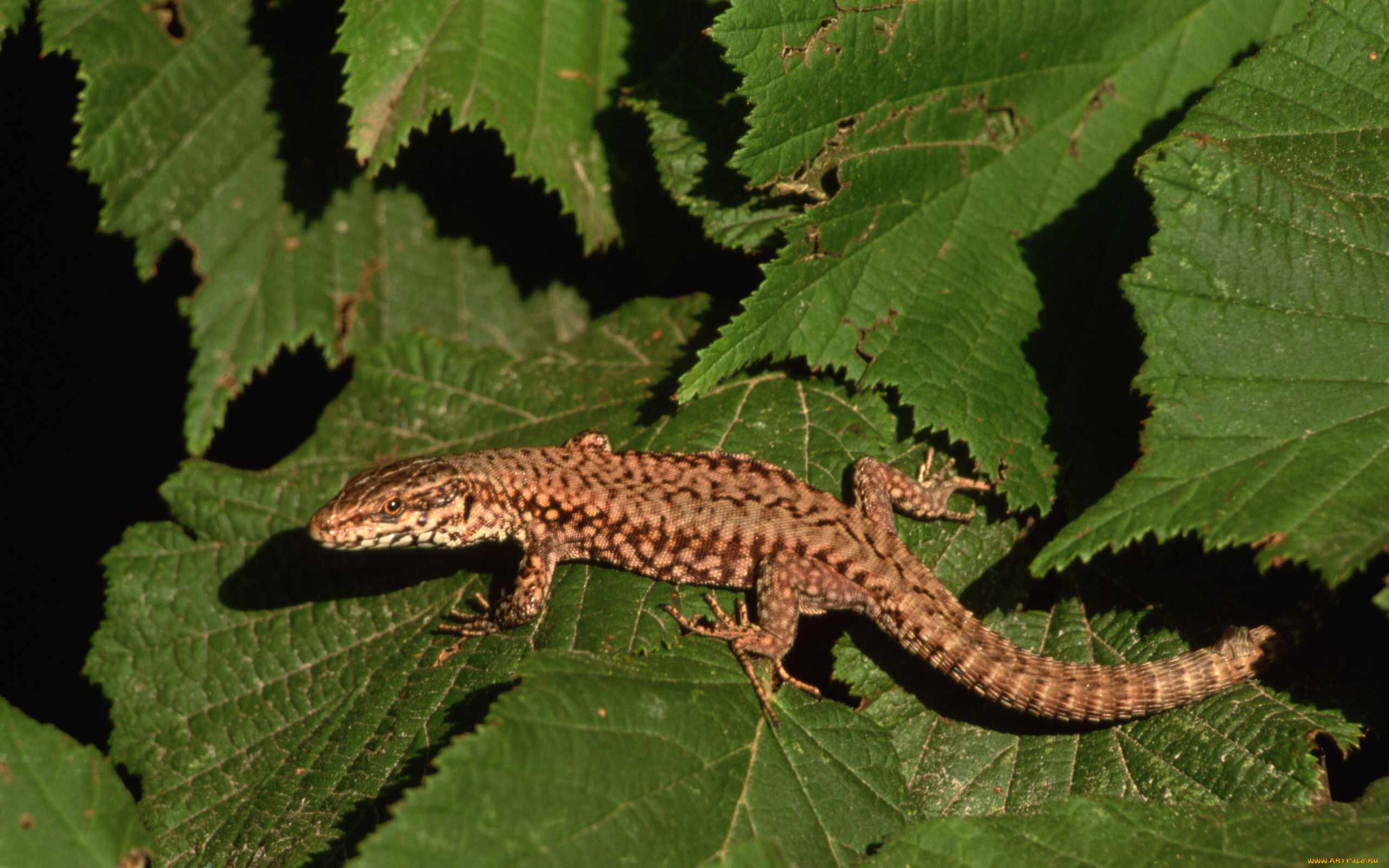 животные, Ящерицы, игуаны, вараны