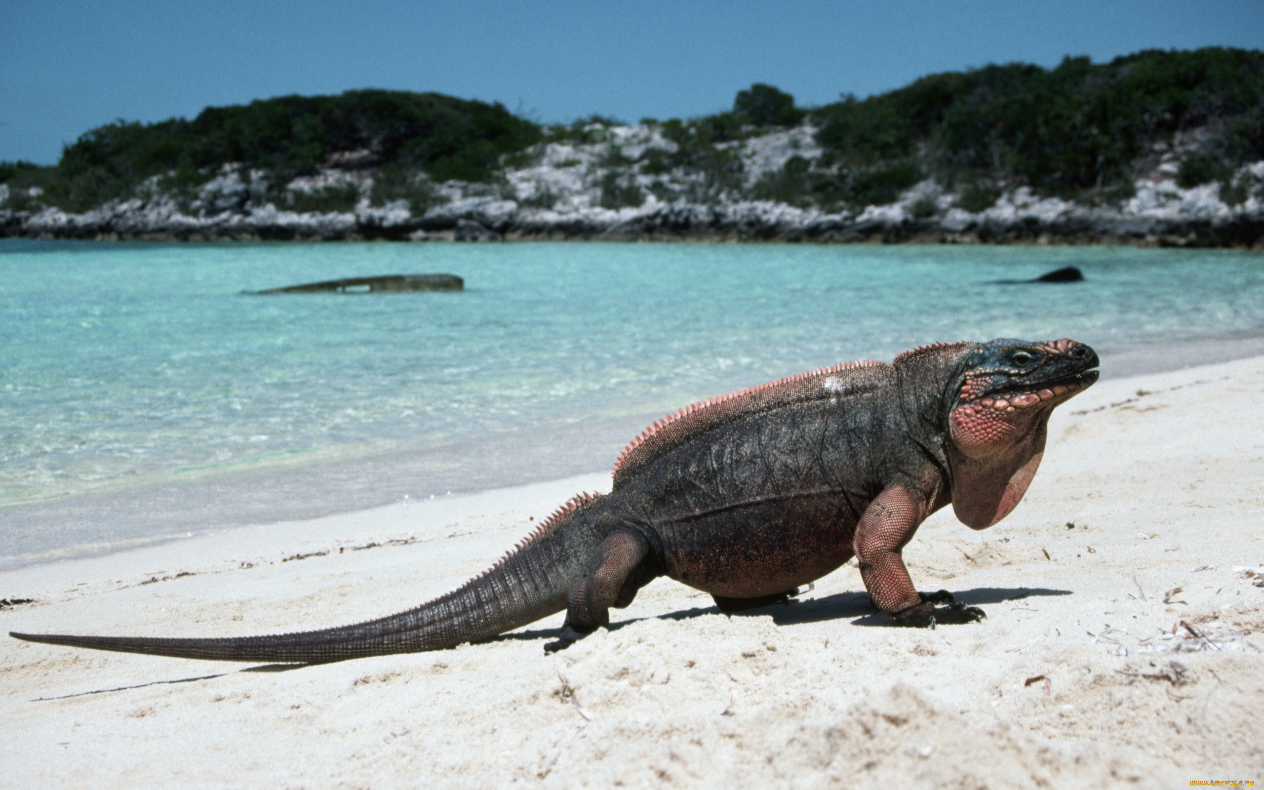 животные, Ящерицы, игуаны, вараны
