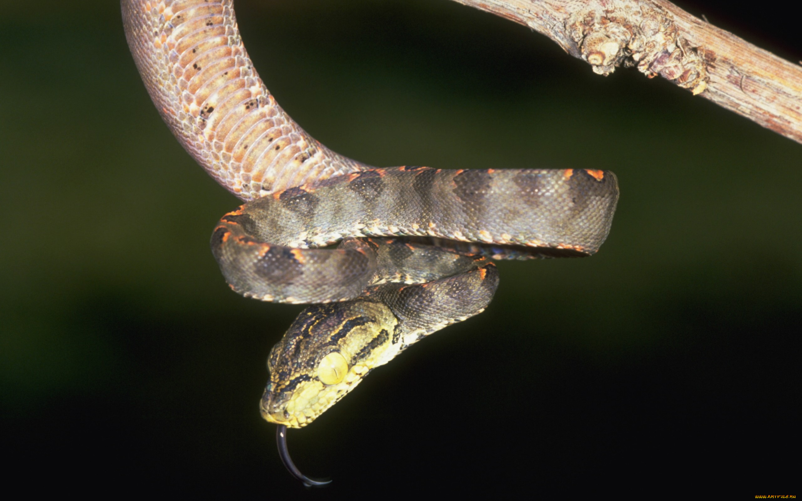 животные, змеи, питоны, кобры