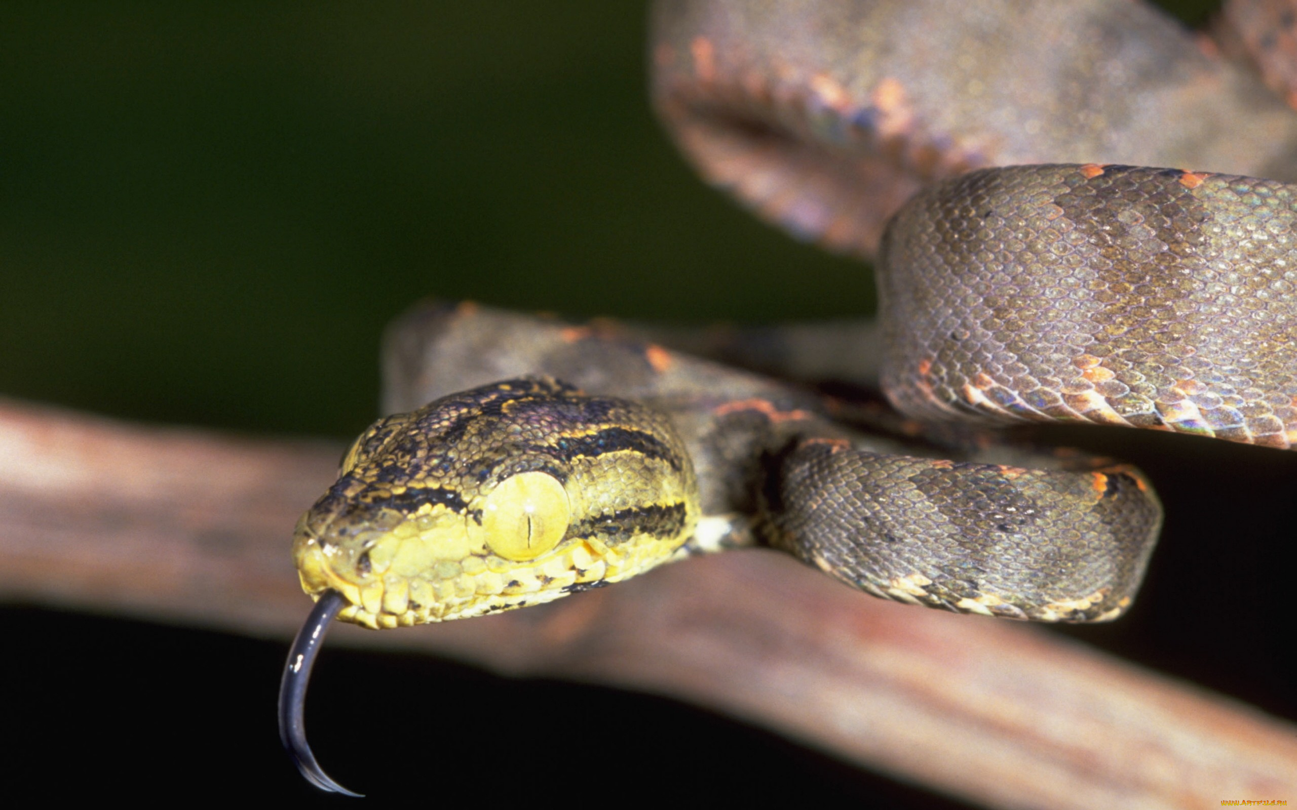 животные, змеи, питоны, кобры