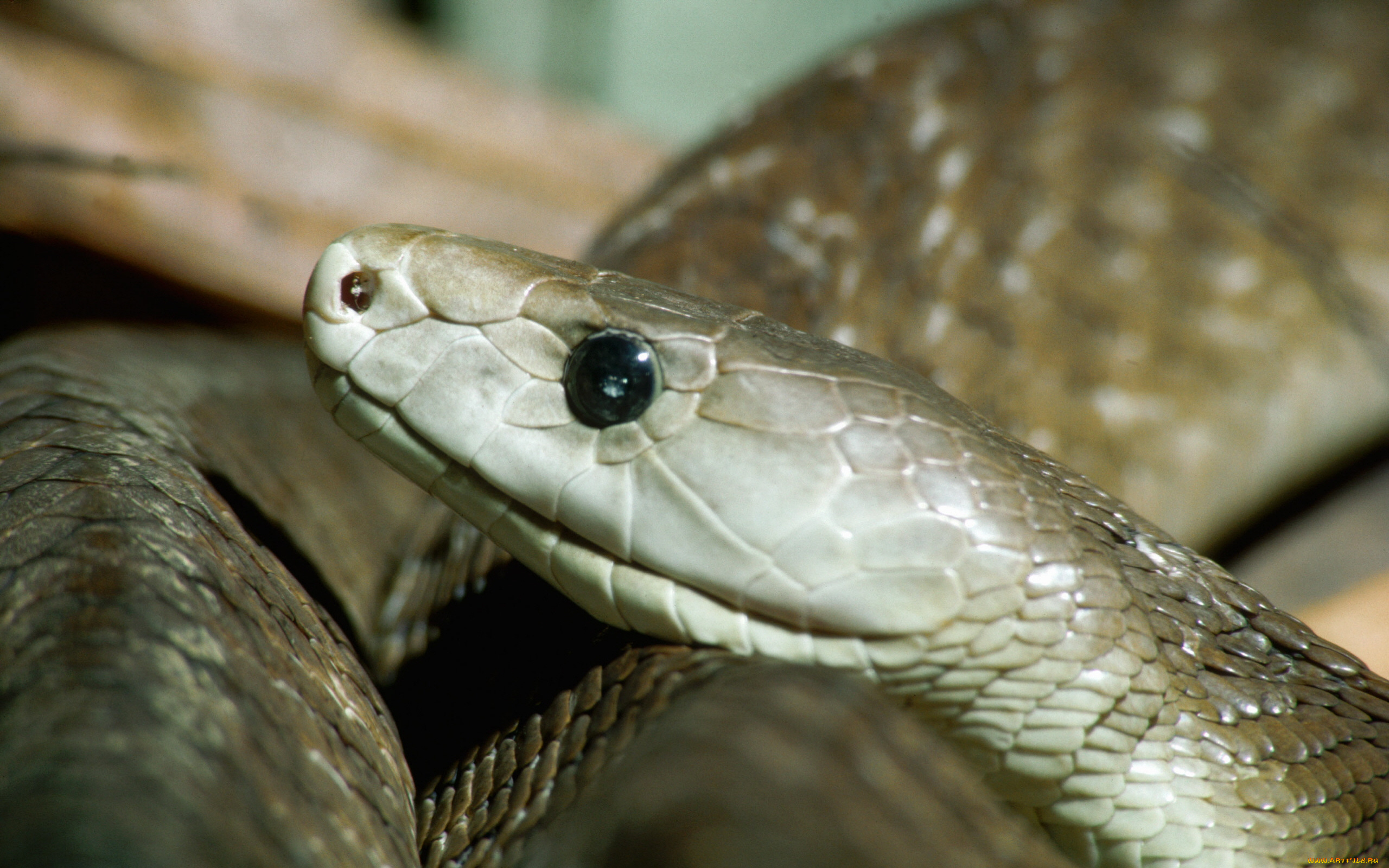 животные, змеи, питоны, кобры