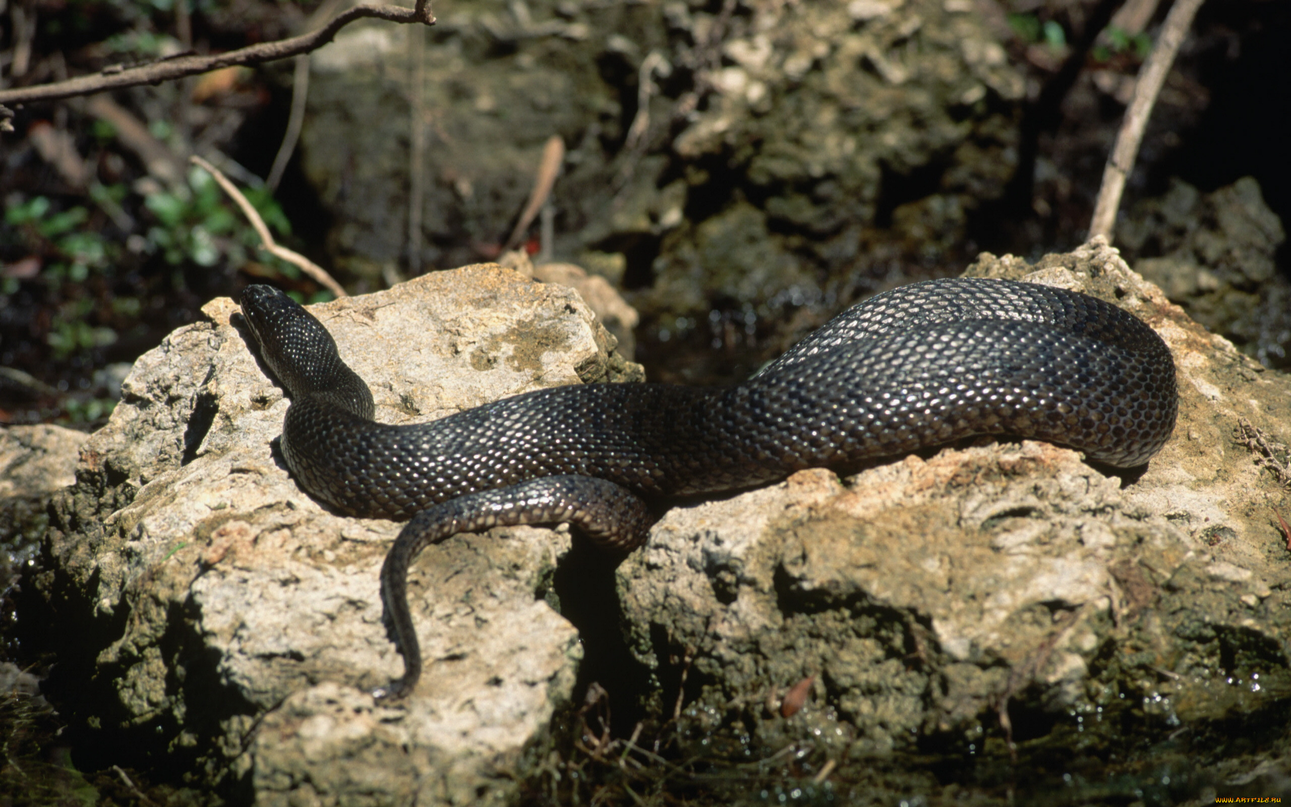 животные, змеи, питоны, кобры