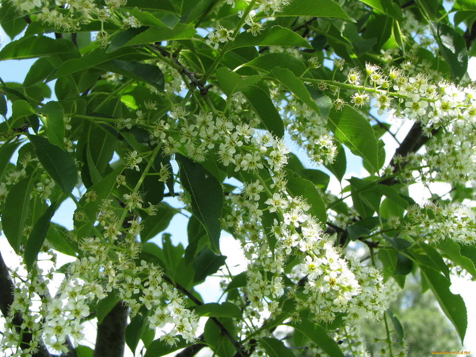 цветы, цветущие, деревья, кустарники