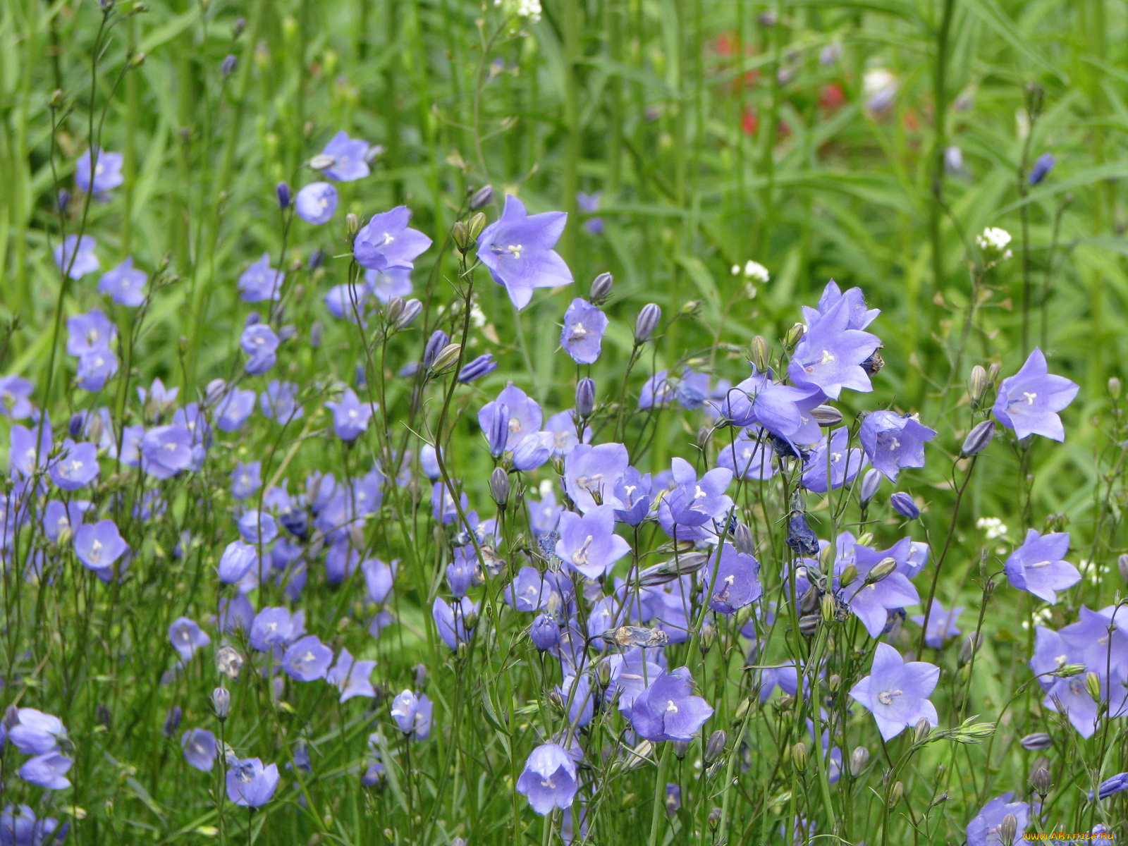 цветы, колокольчики