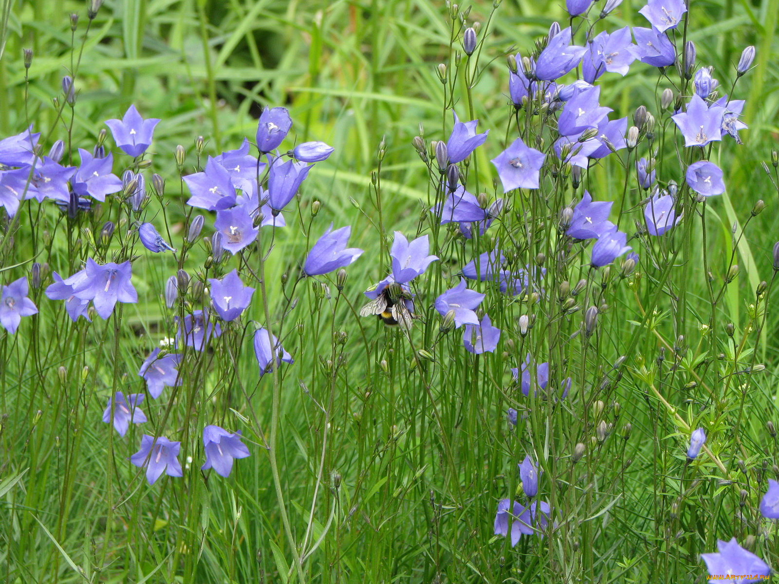 цветы, колокольчики