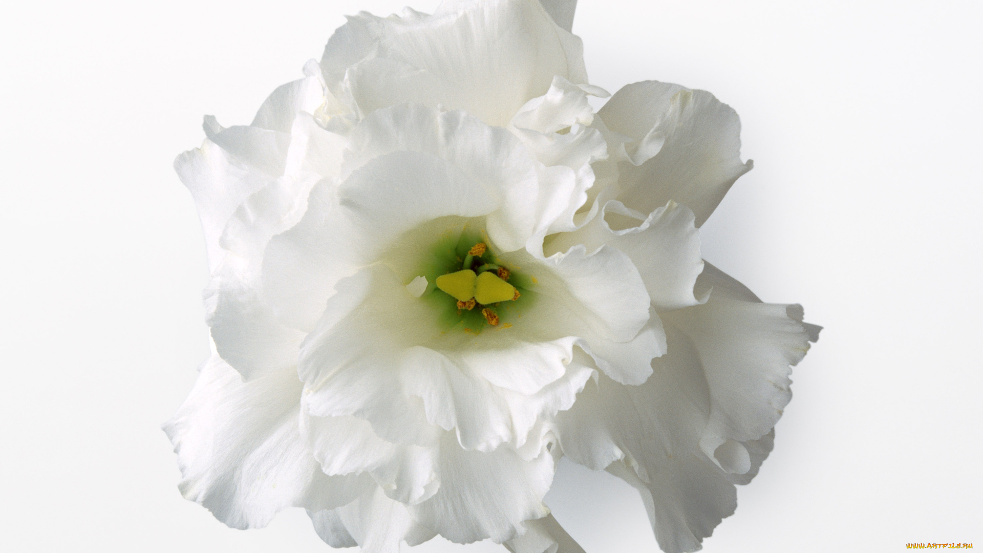 цветы, эустома