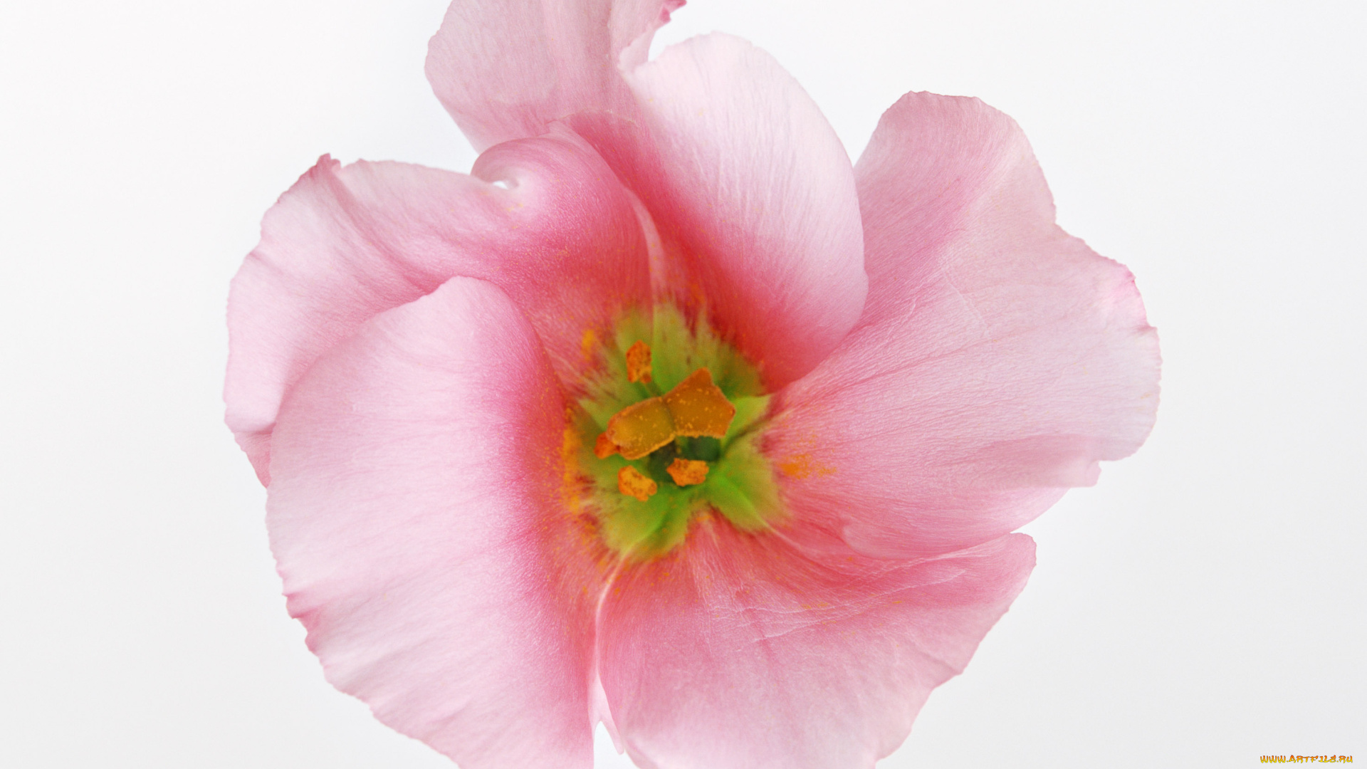 цветы, эустома