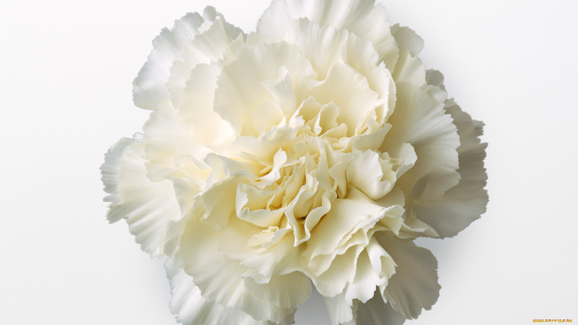 цветы, гвоздики