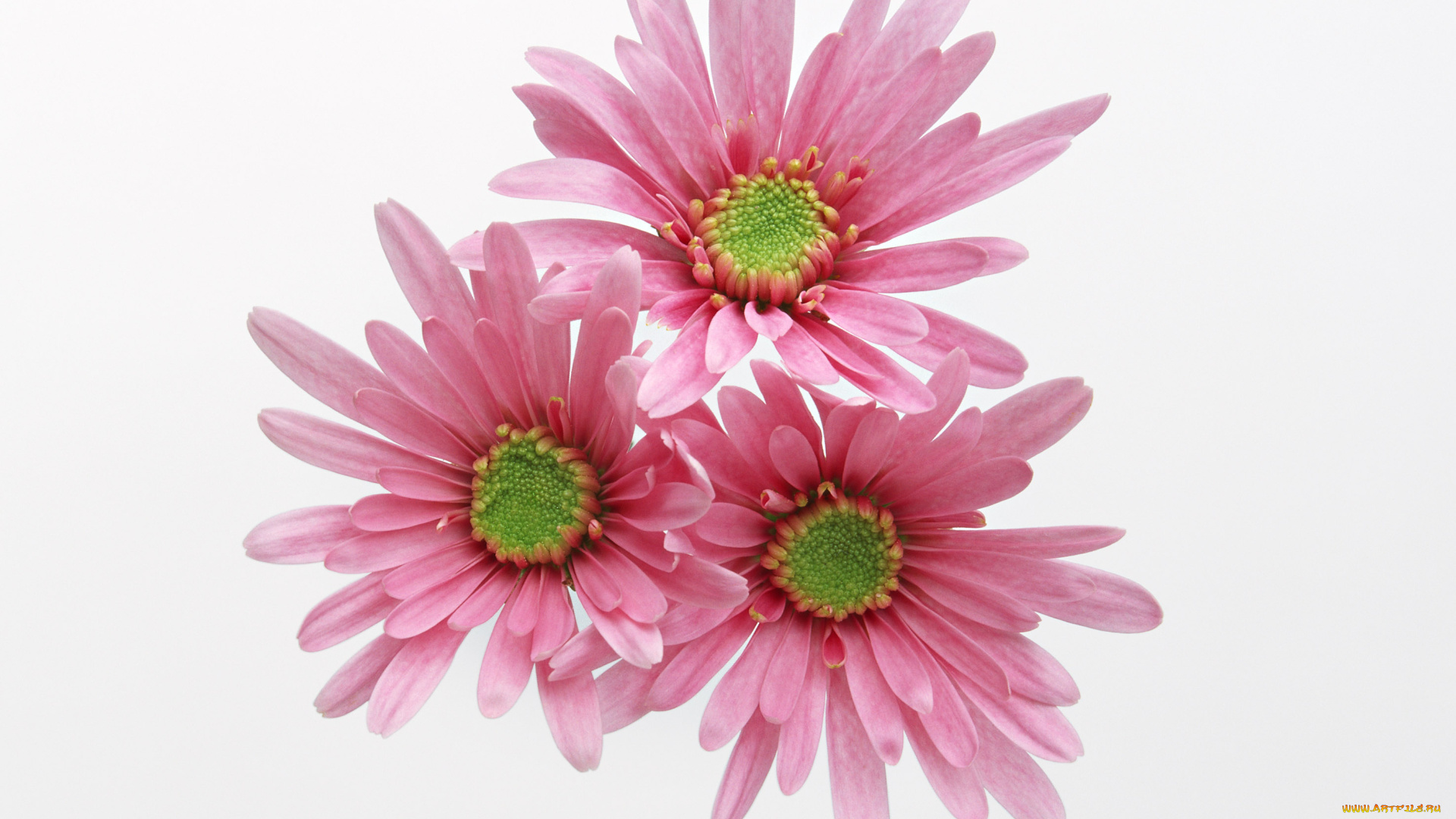 цветы, хризантемы