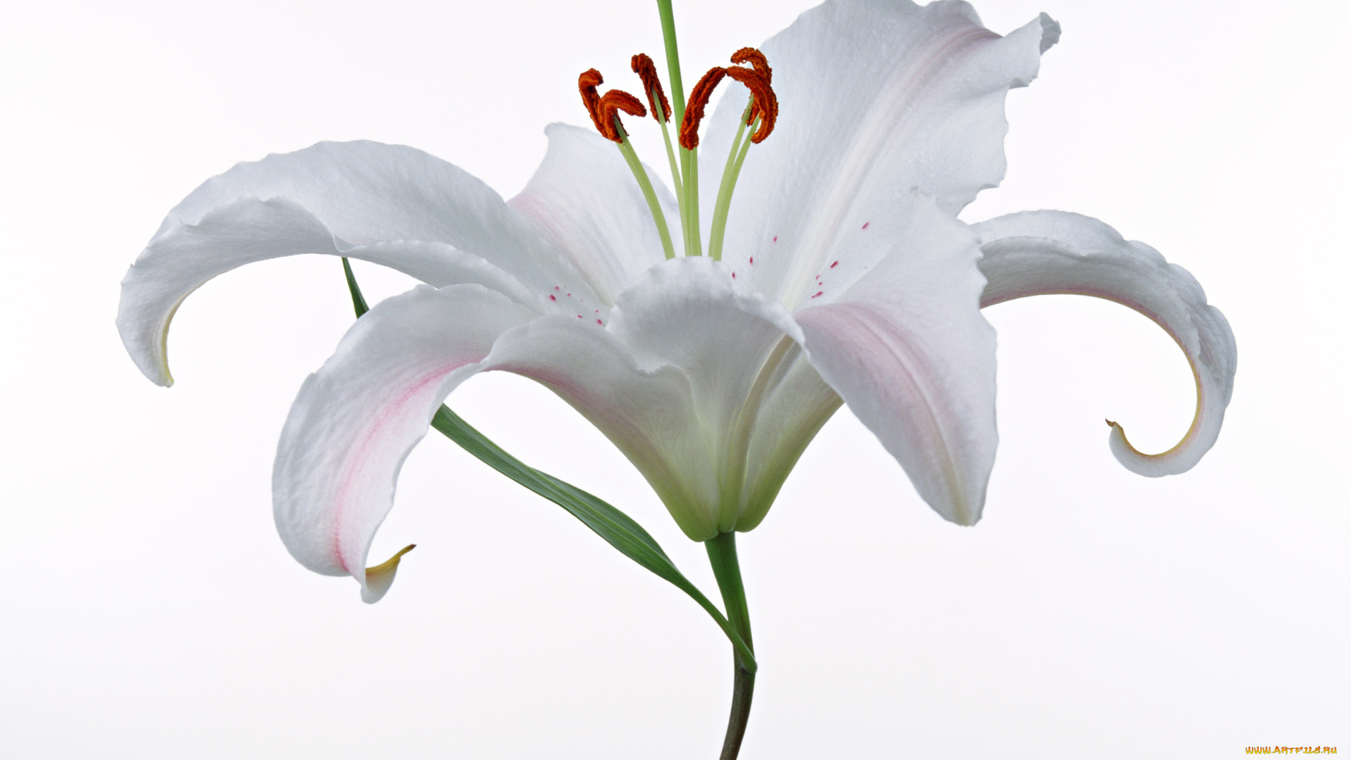 цветы, лилии, лилейники