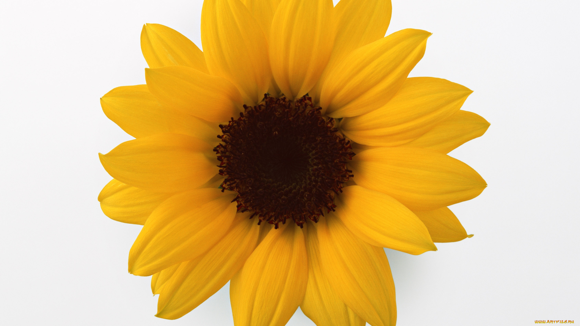 цветы, подсолнухи