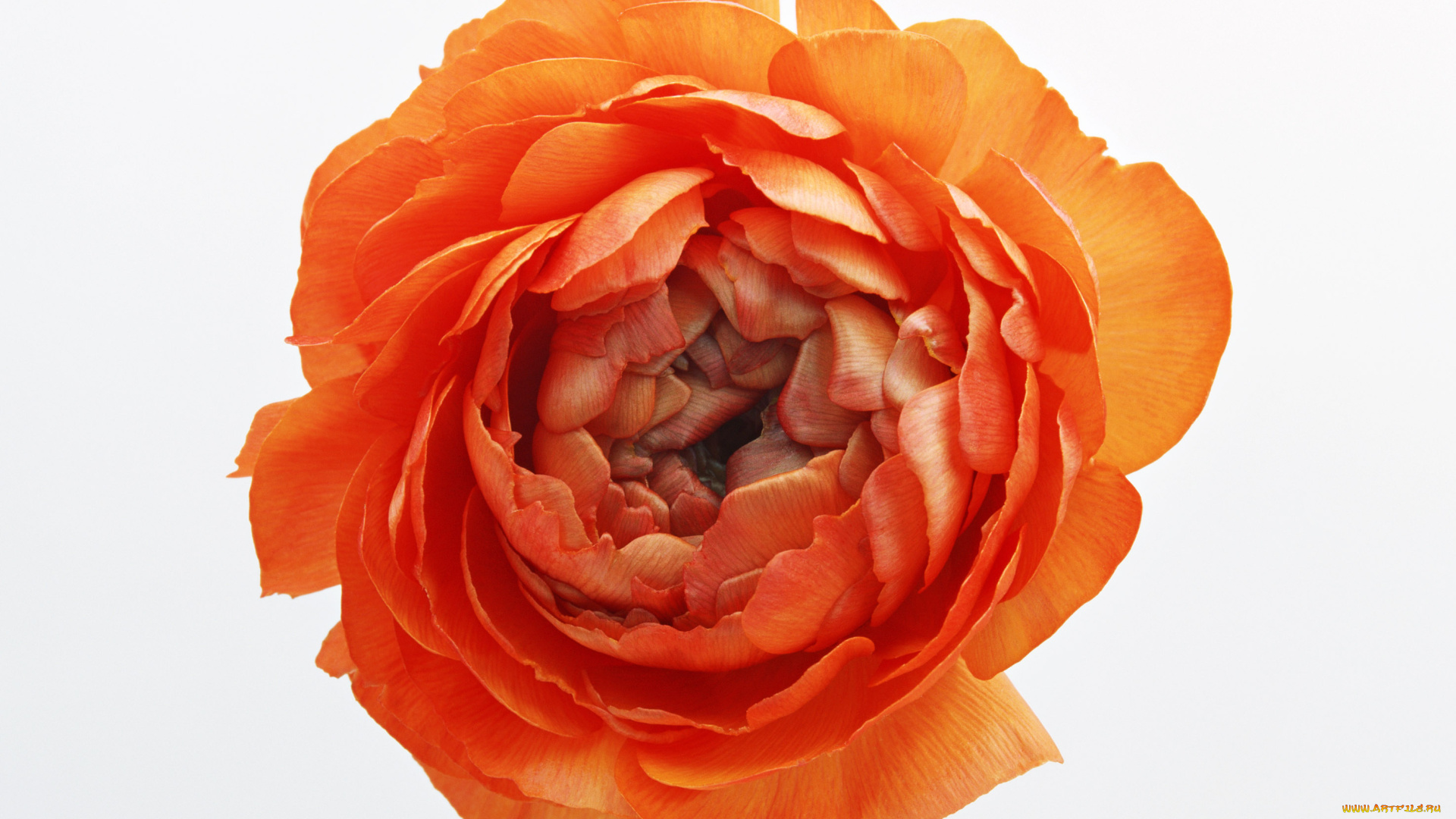 цветы, ранункулюс, азиатский, лютик