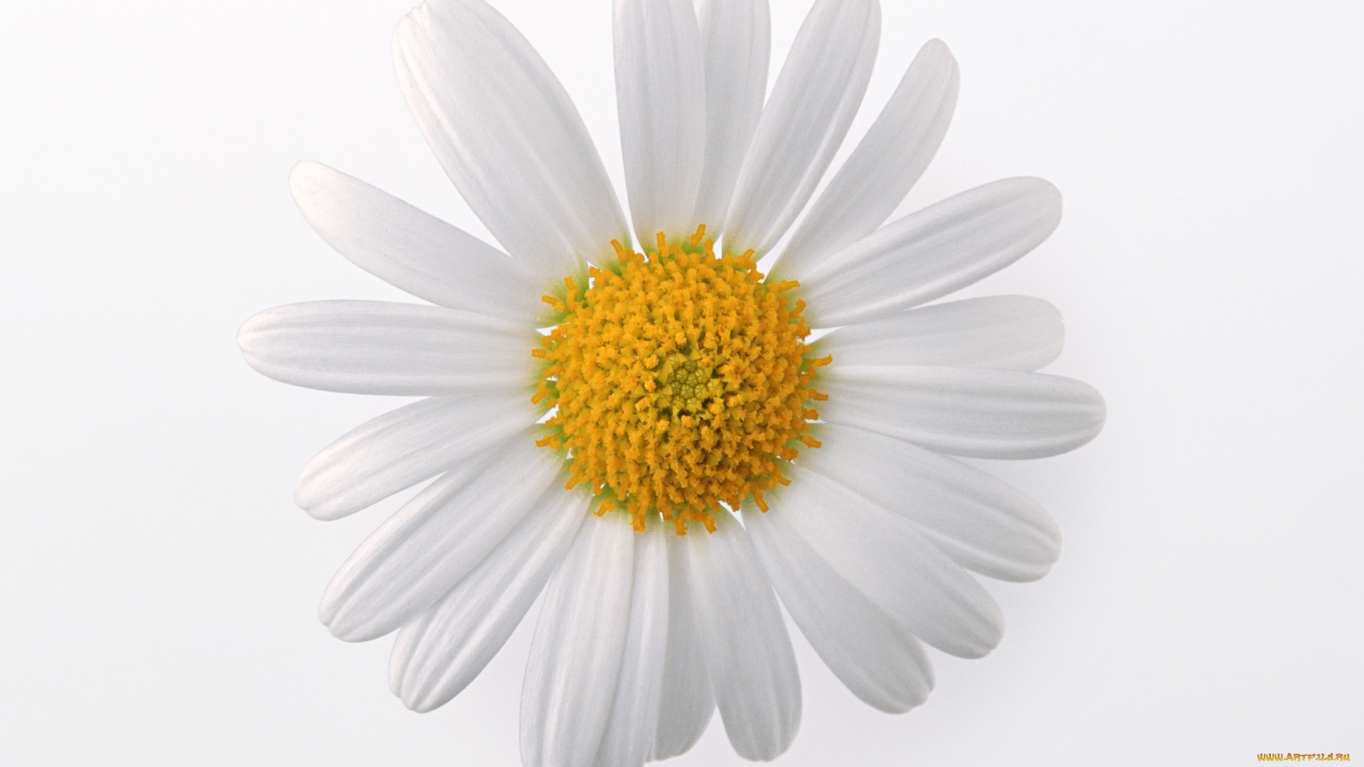 цветы, ромашки