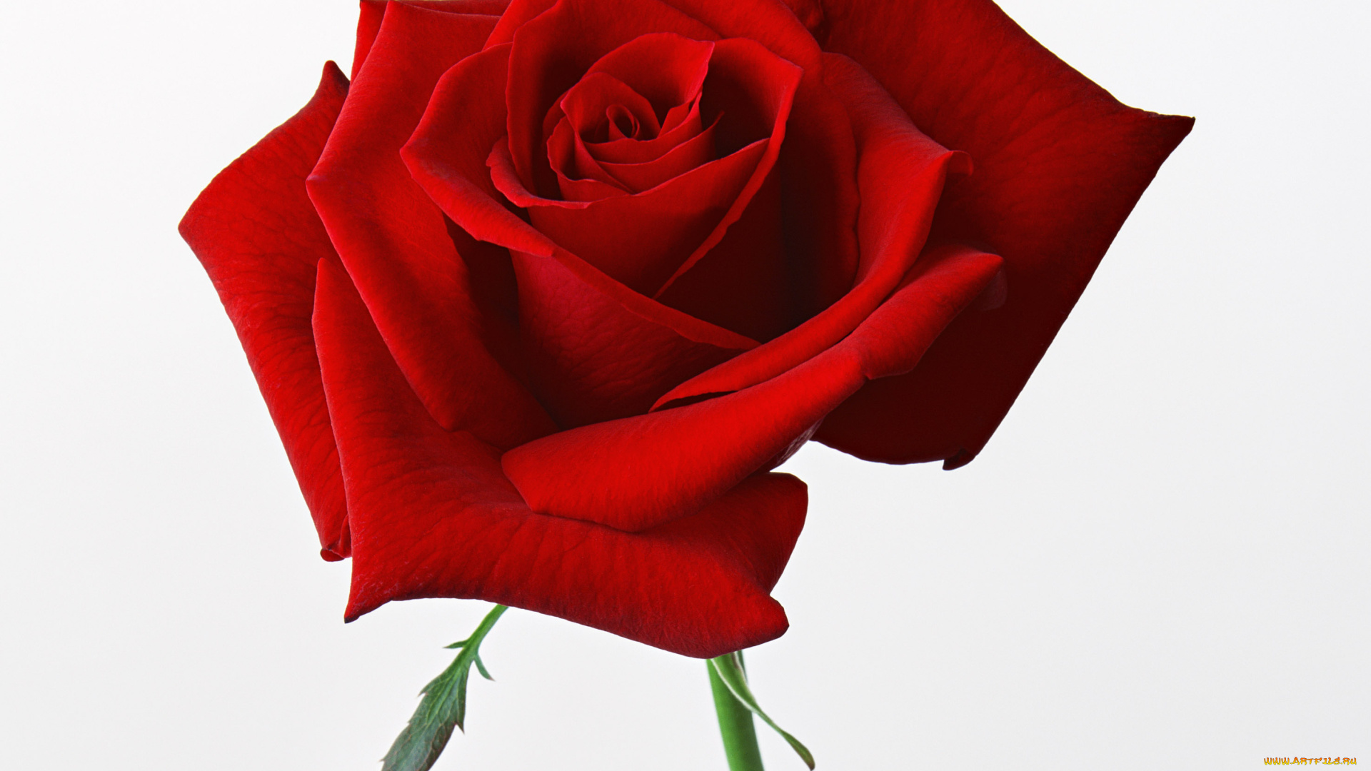 цветы, розы