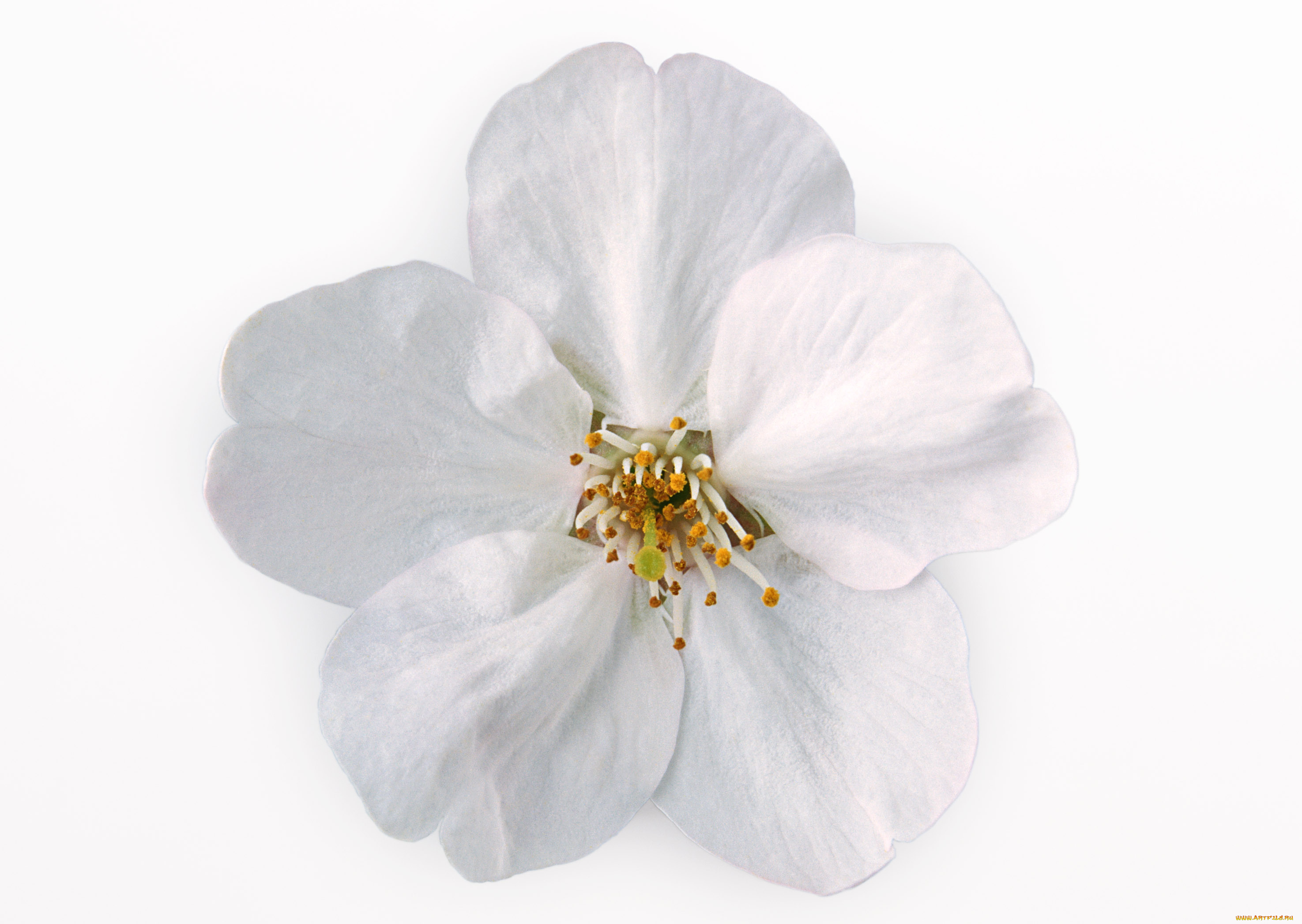 цветы, цветущие, деревья, кустарники