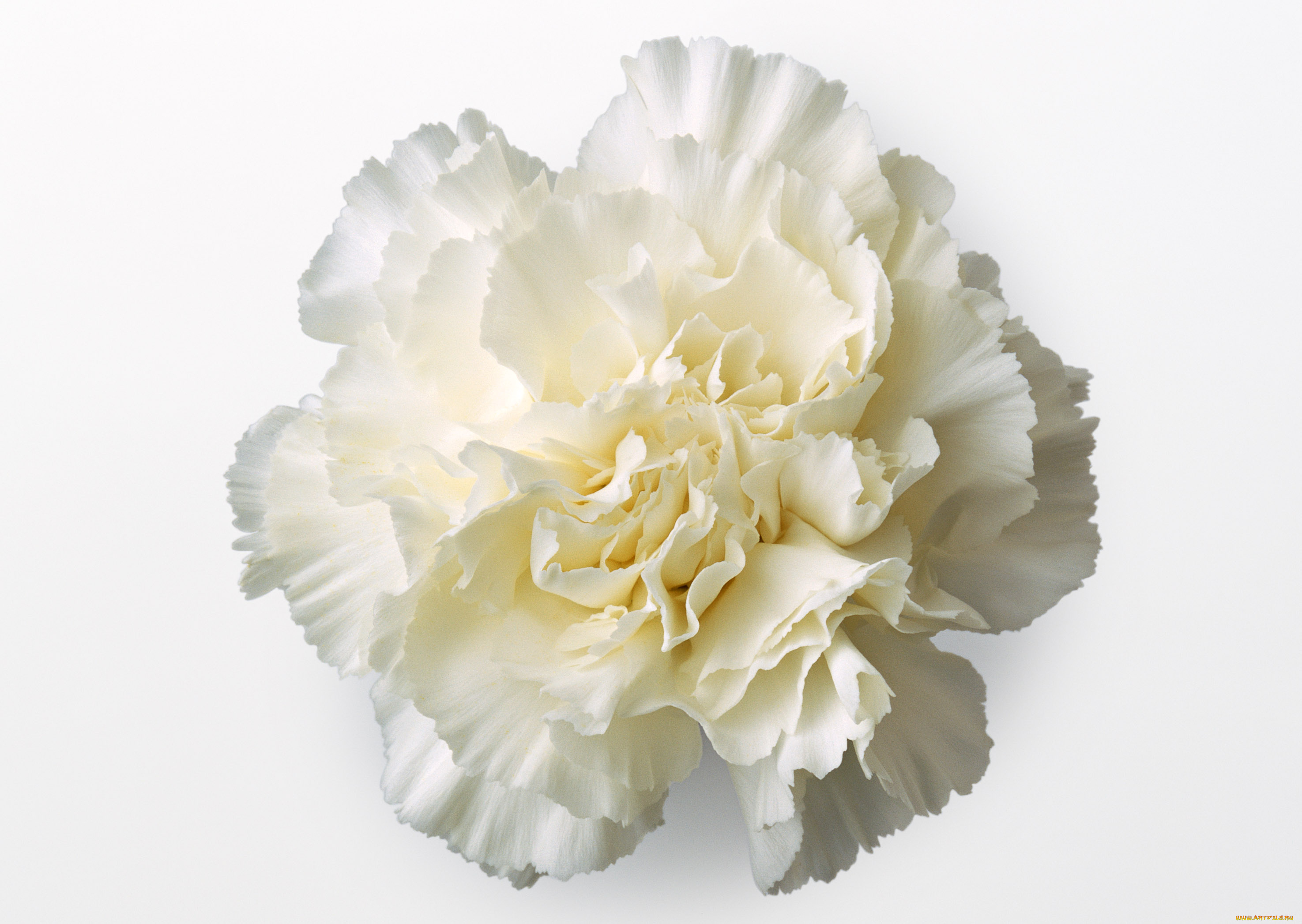 цветы, гвоздики