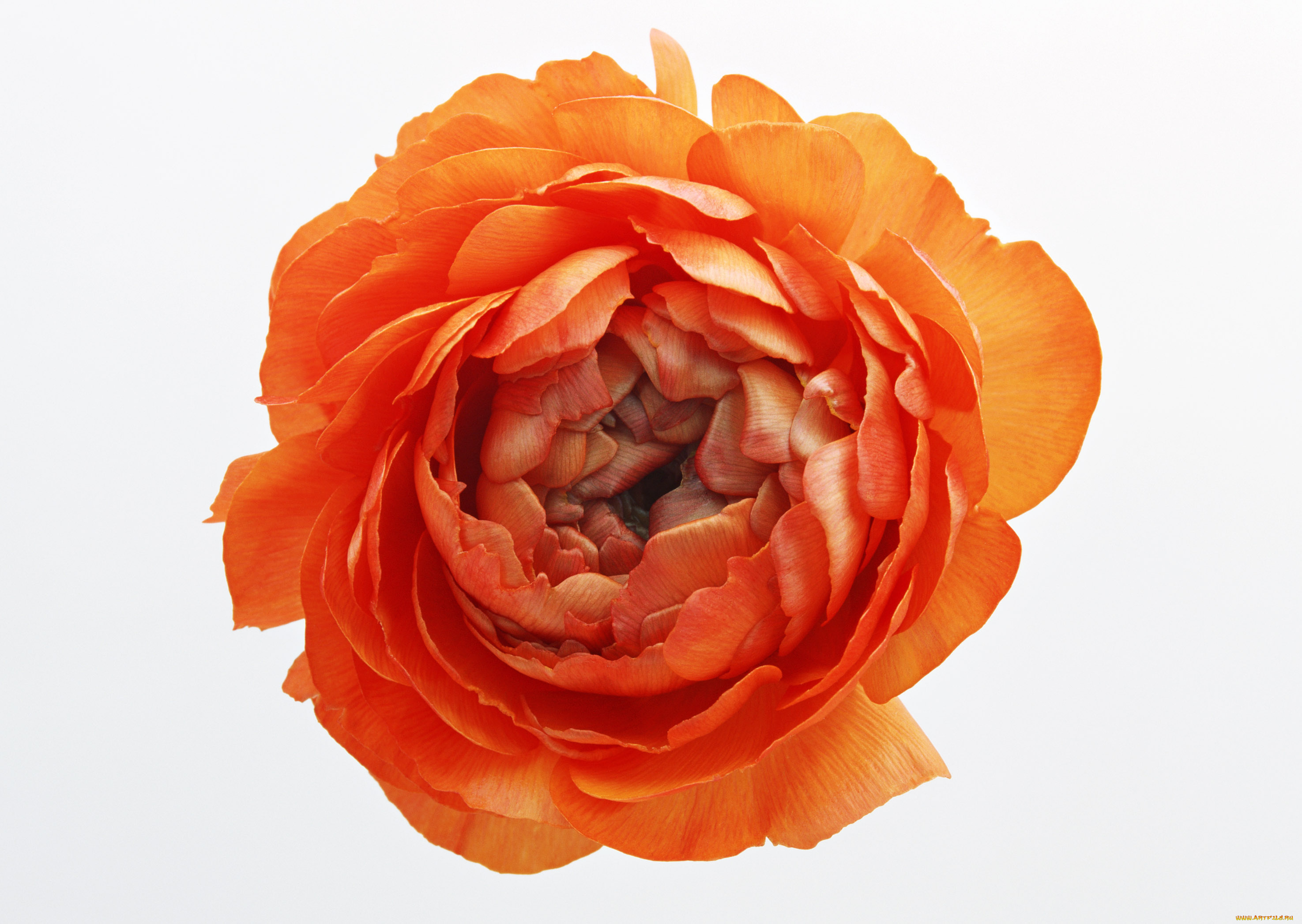 цветы, ранункулюс, азиатский, лютик