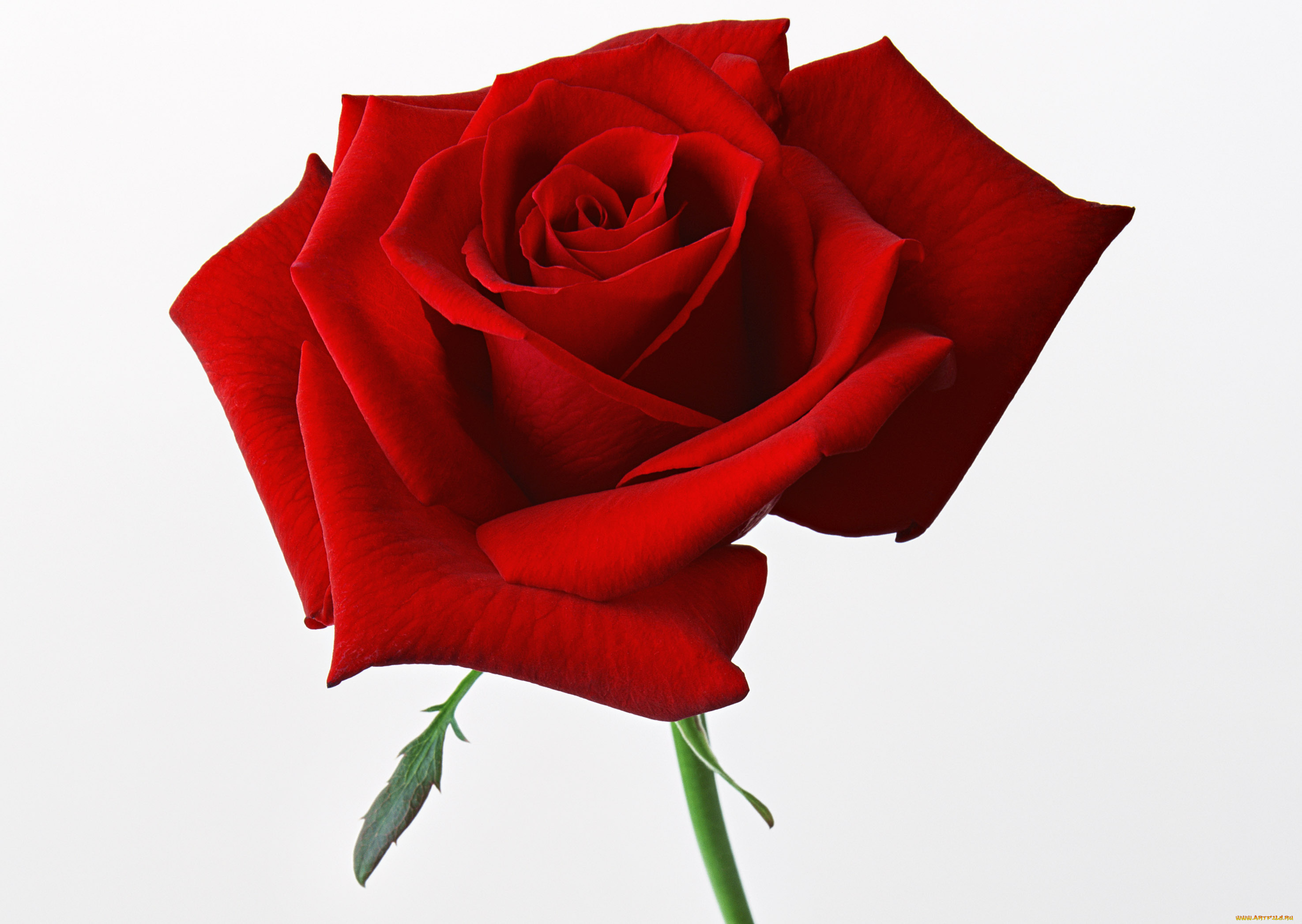 цветы, розы