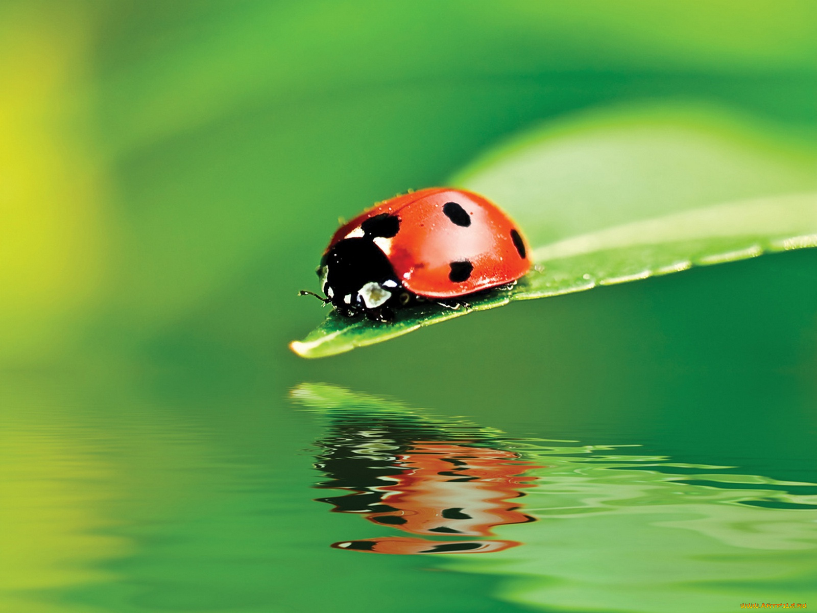 животные, божьи, коровки, божья, коровка, лист, вода, отражение