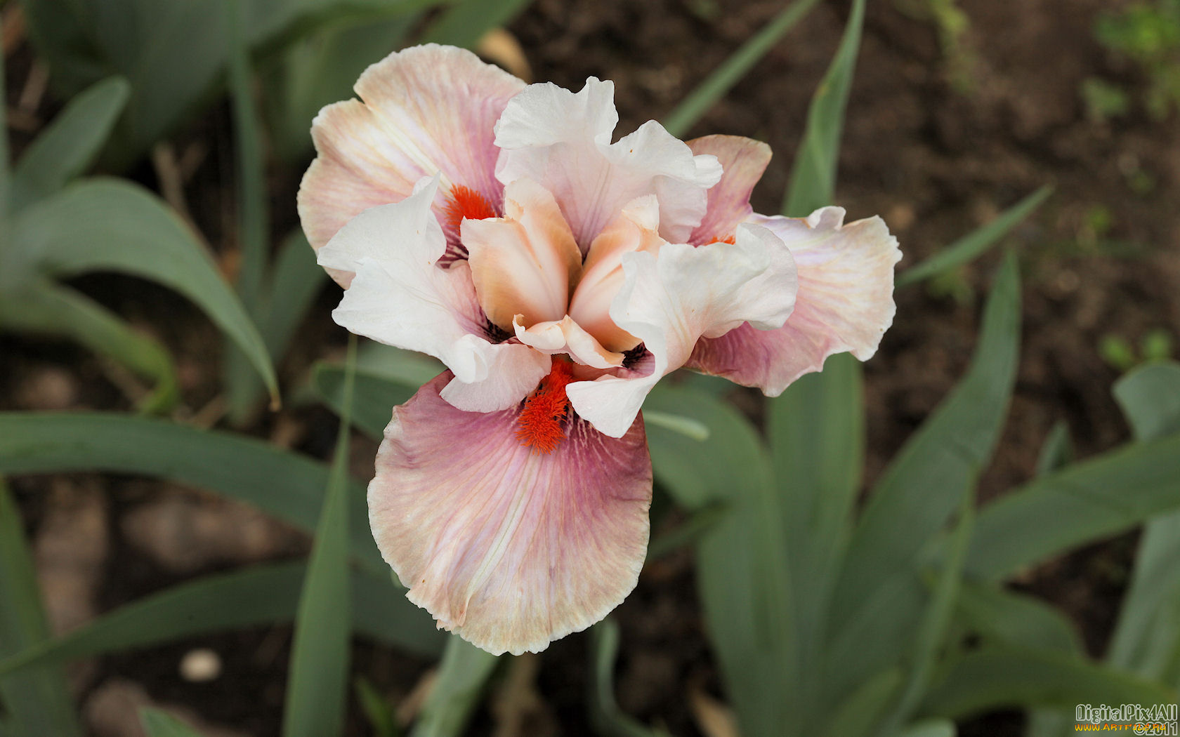 цветы, ирисы, листья