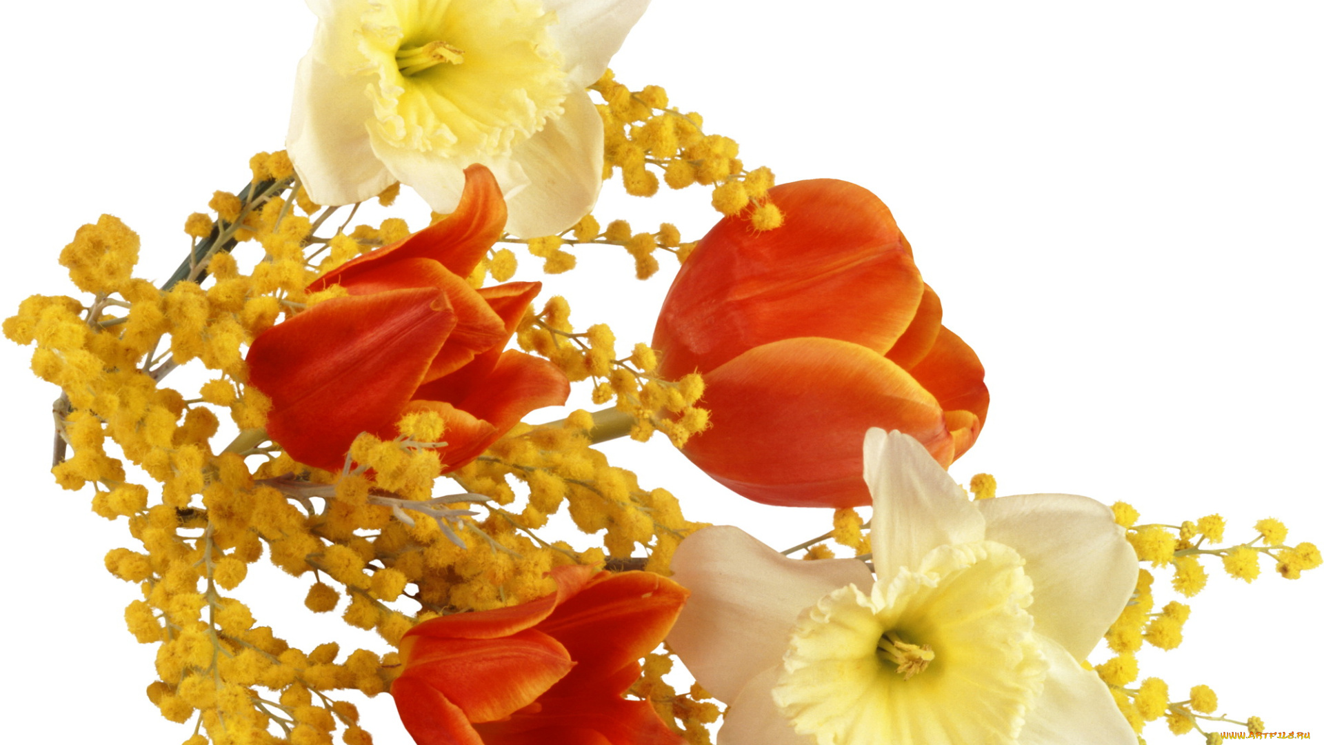 цветы, букеты, композиции, мимоза, нарциссы, тюльпаны