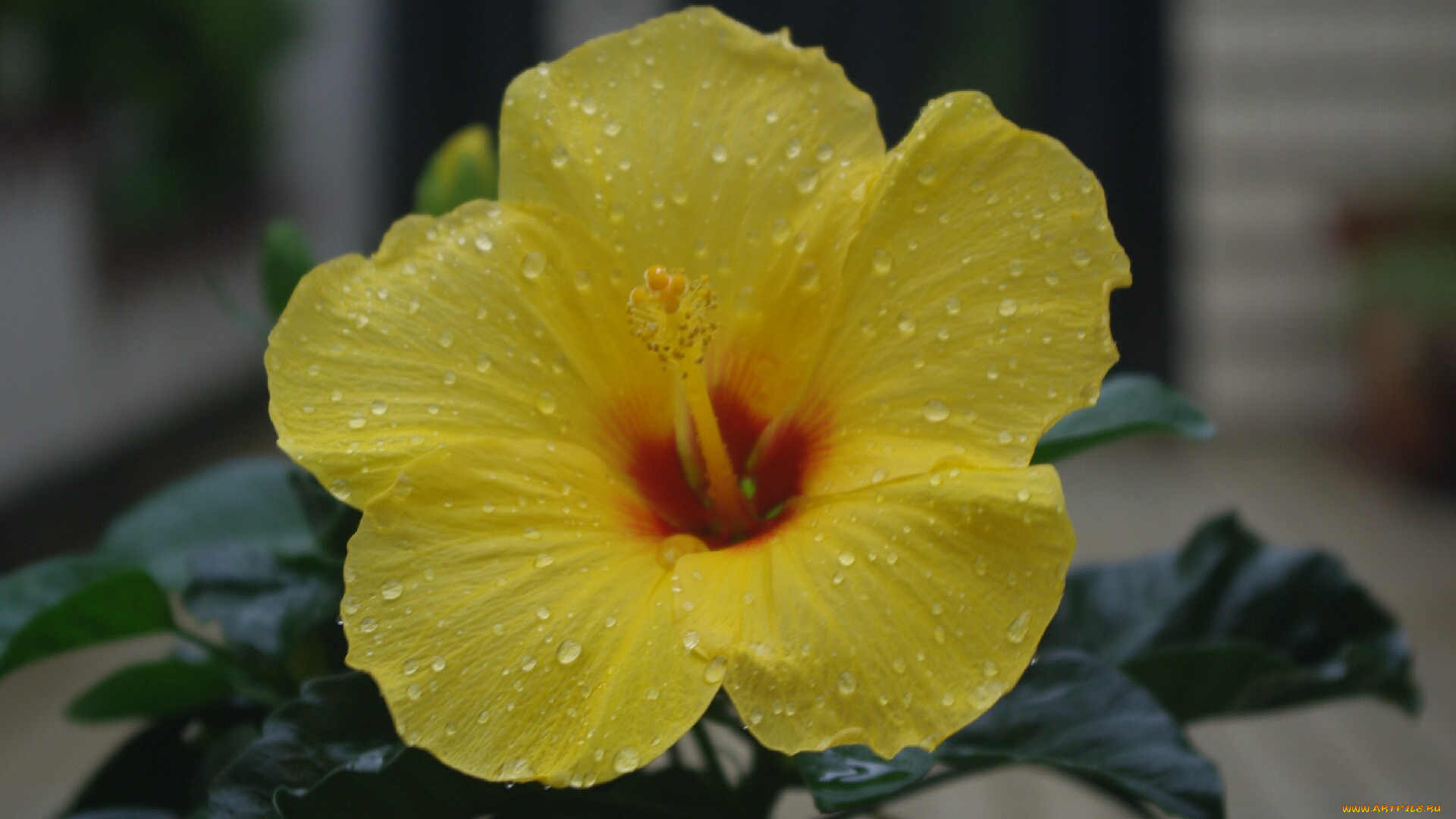 цветы, гибискусы, капли
