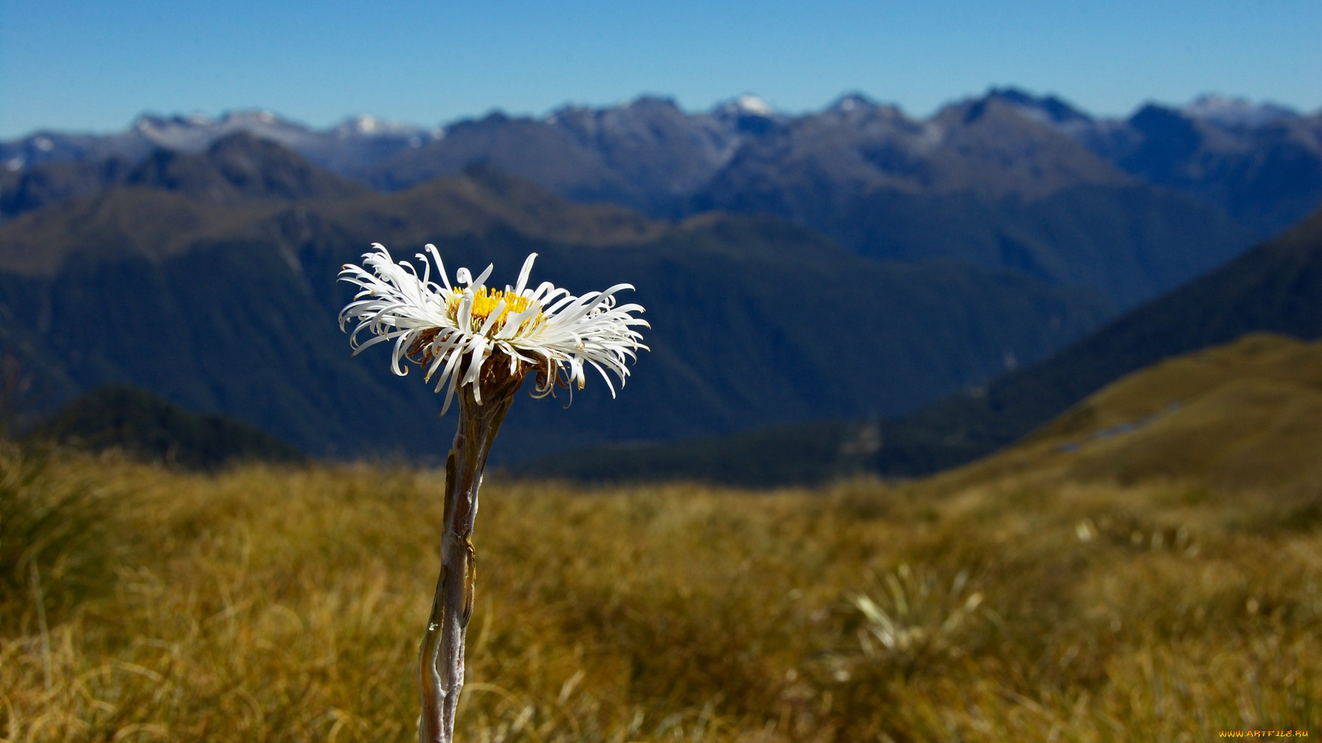 цветы, луговые, полевые, fiordland