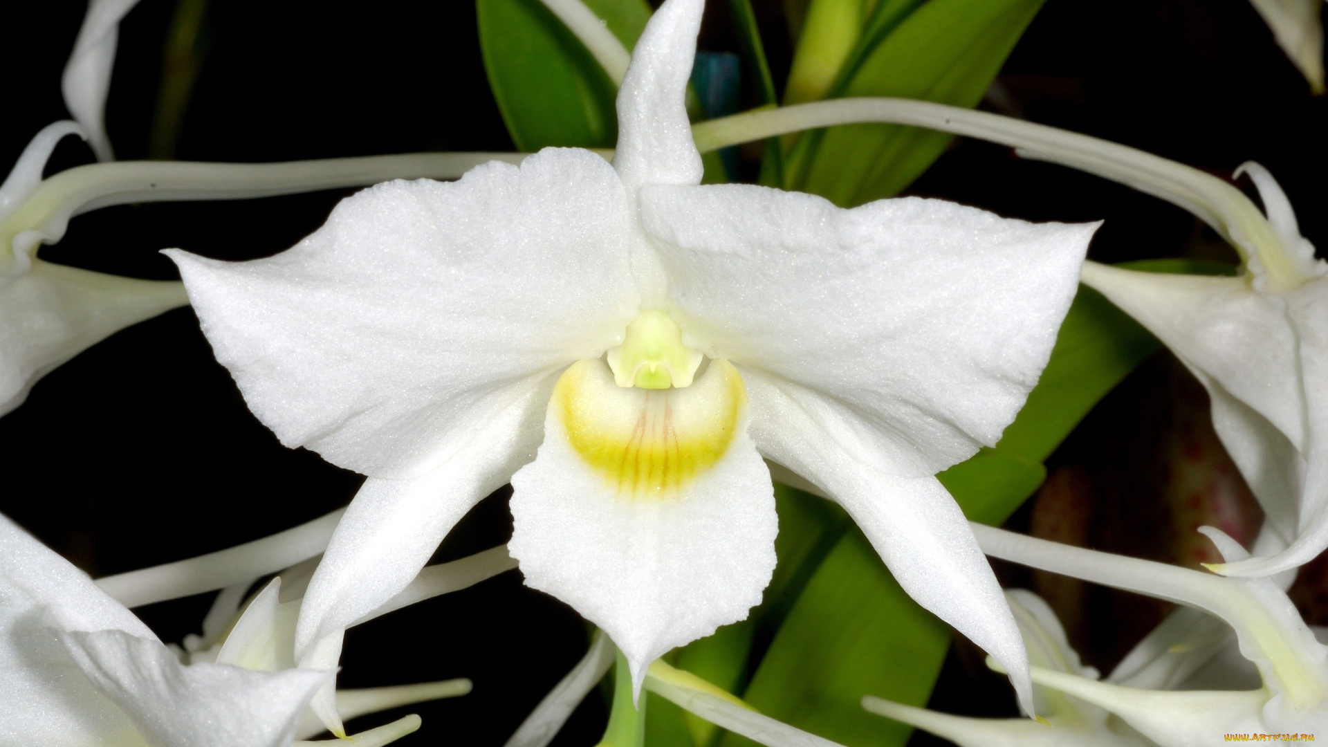 цветы, орхидеи, белый, экзотика