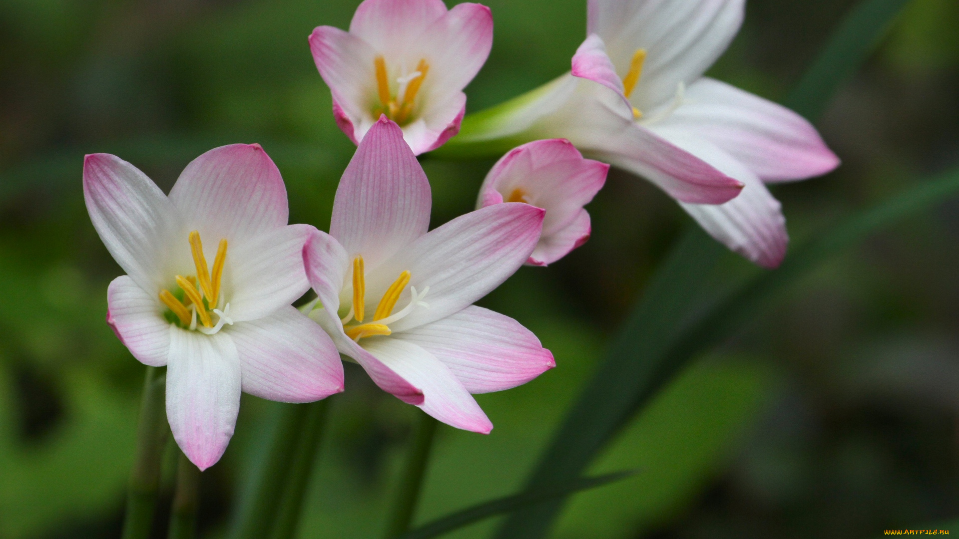 цветы, зефирантесы, листья