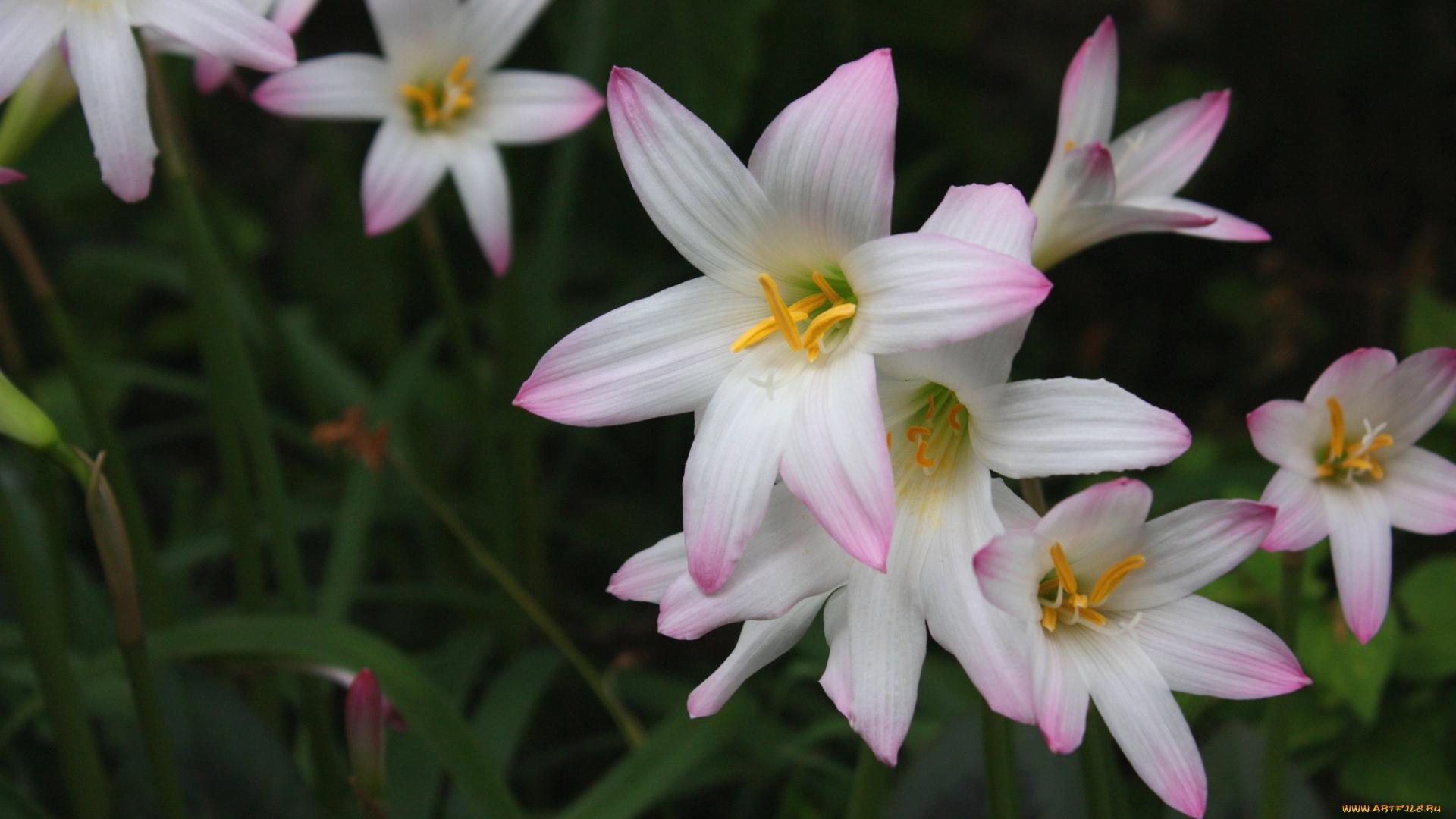 цветы, зефирантесы, тёмный, он