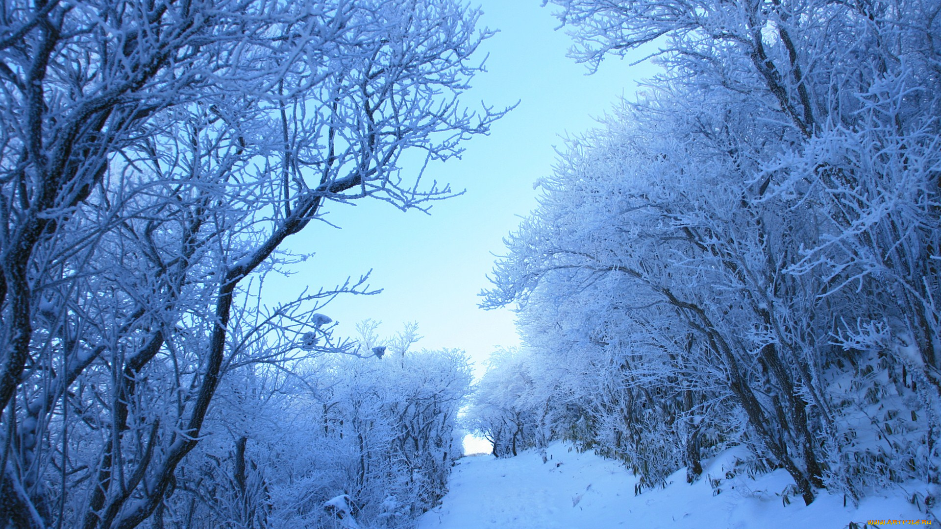 природа, зима, деревья, снег