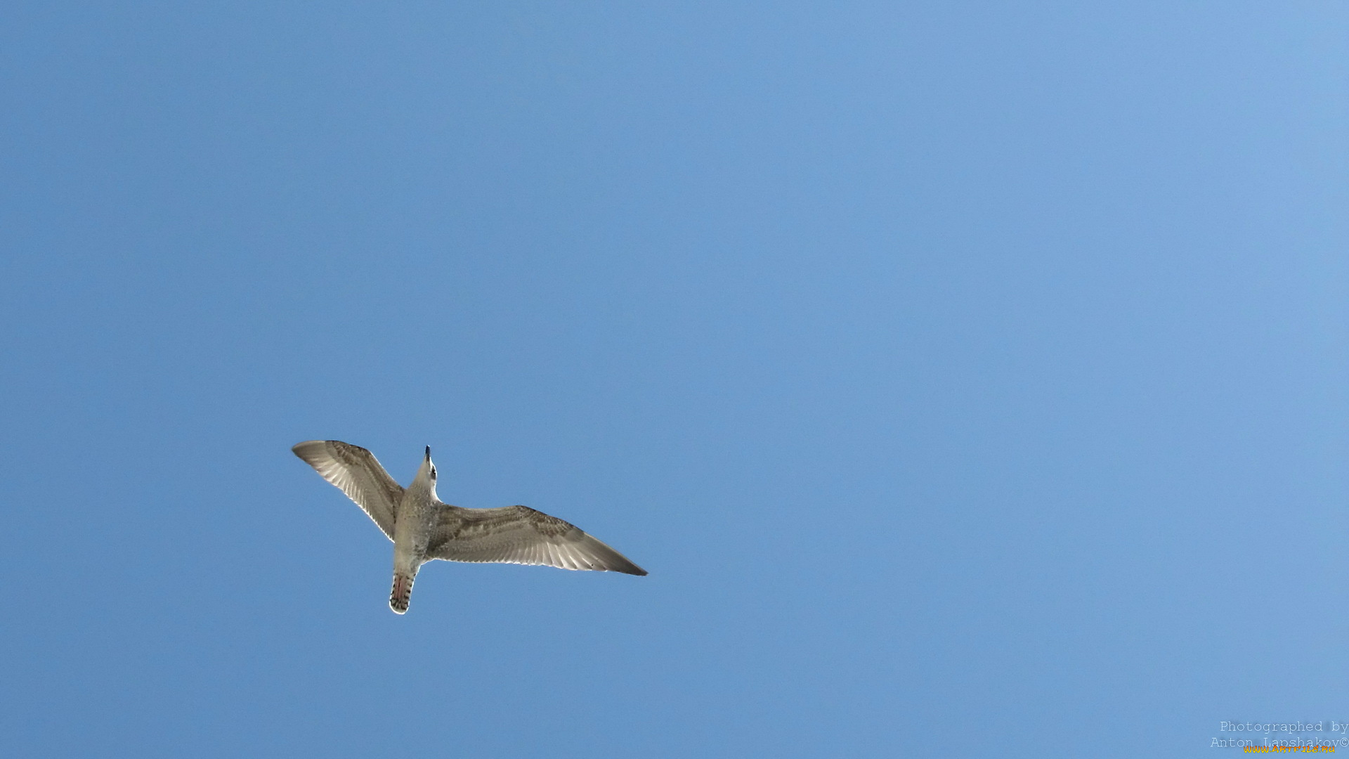 животные, Чайки, бакланы, крачки, птица, полёт