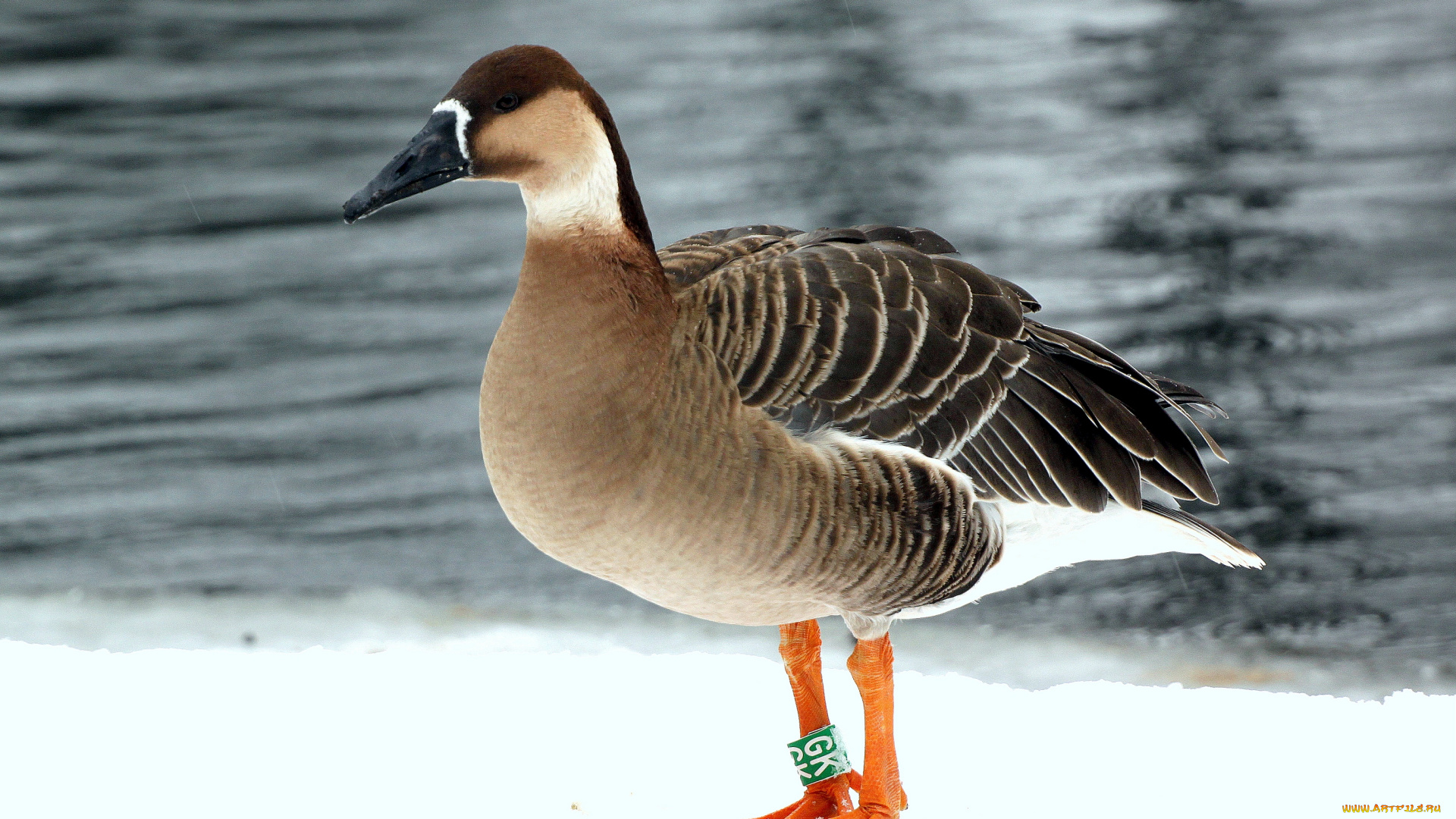 животные, гуси, утка, вода