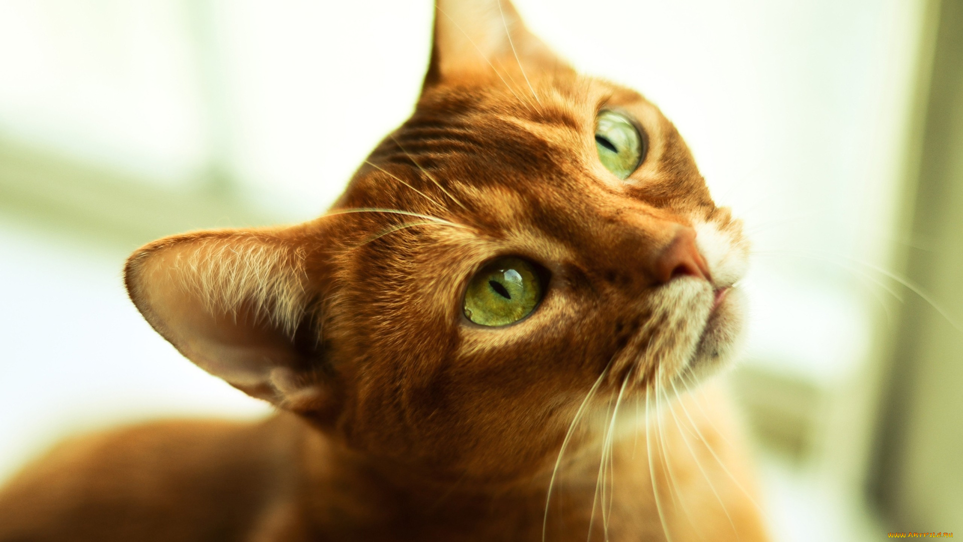 животные, коты, кот, кошка, взгляд