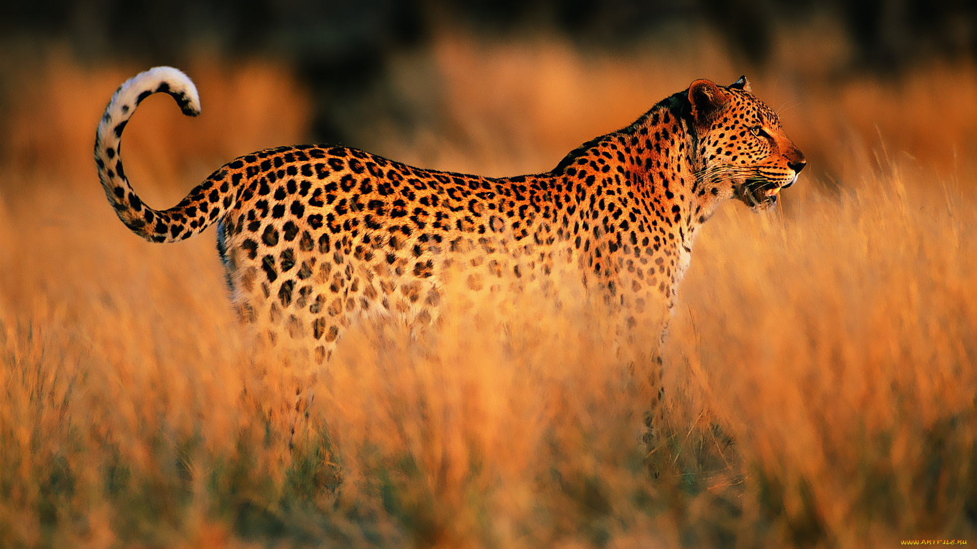 животные, леопарды, леопард