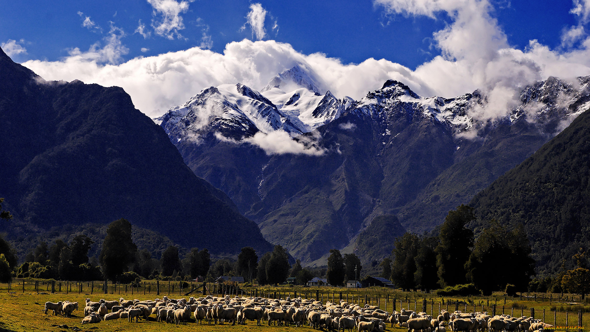 животные, овцы, бараны, горы, fiordland