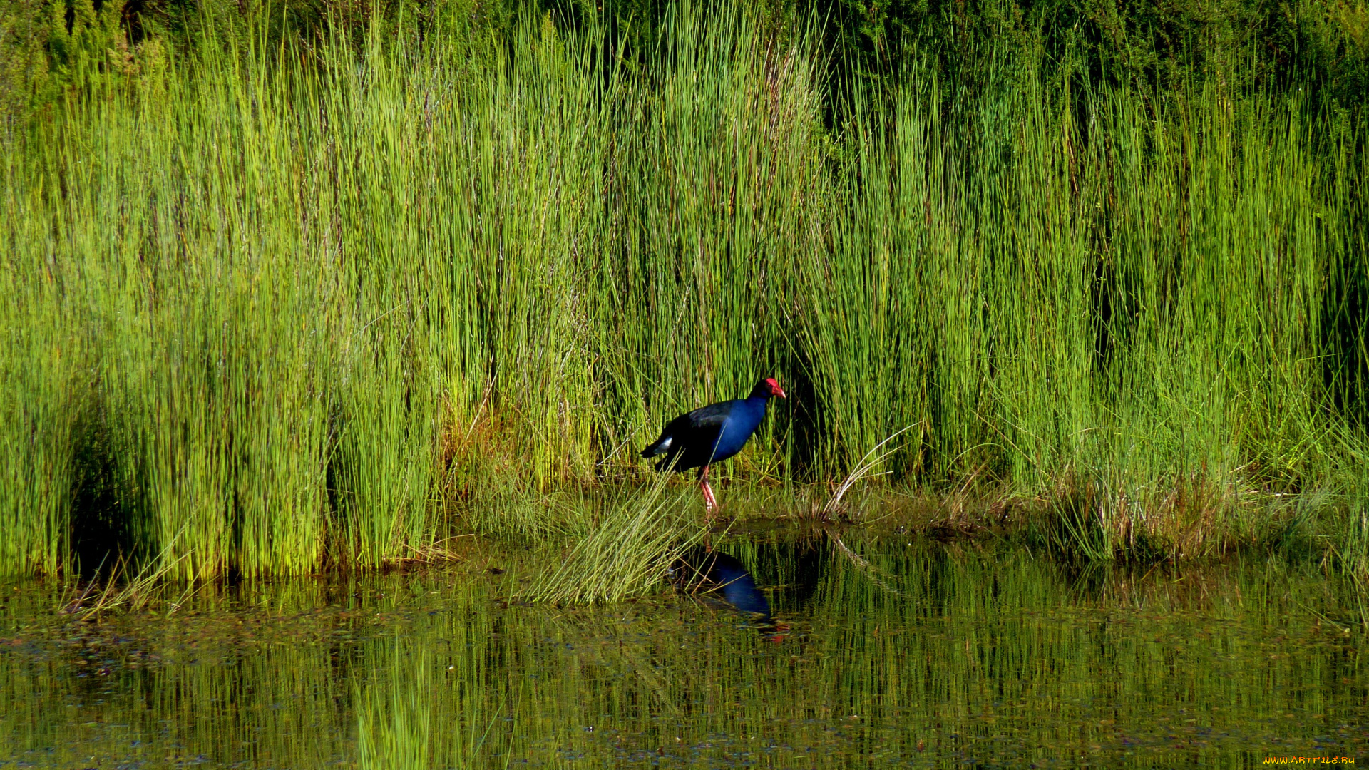 животные, птицы, синяя, птица