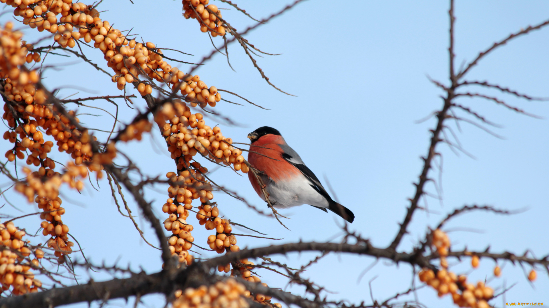 животные, снегири, снегирь, облепиха