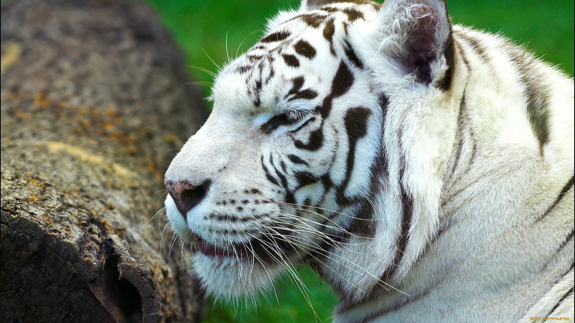 животные, тигры, белый, тигр