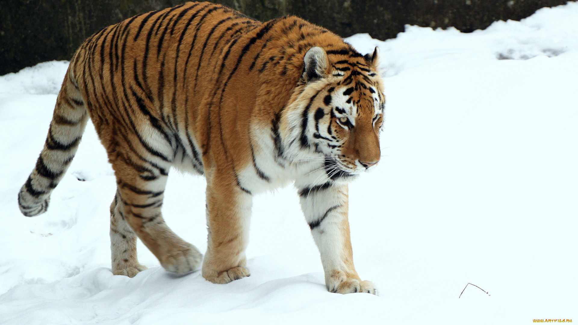 животные, тигры, снег, тигр