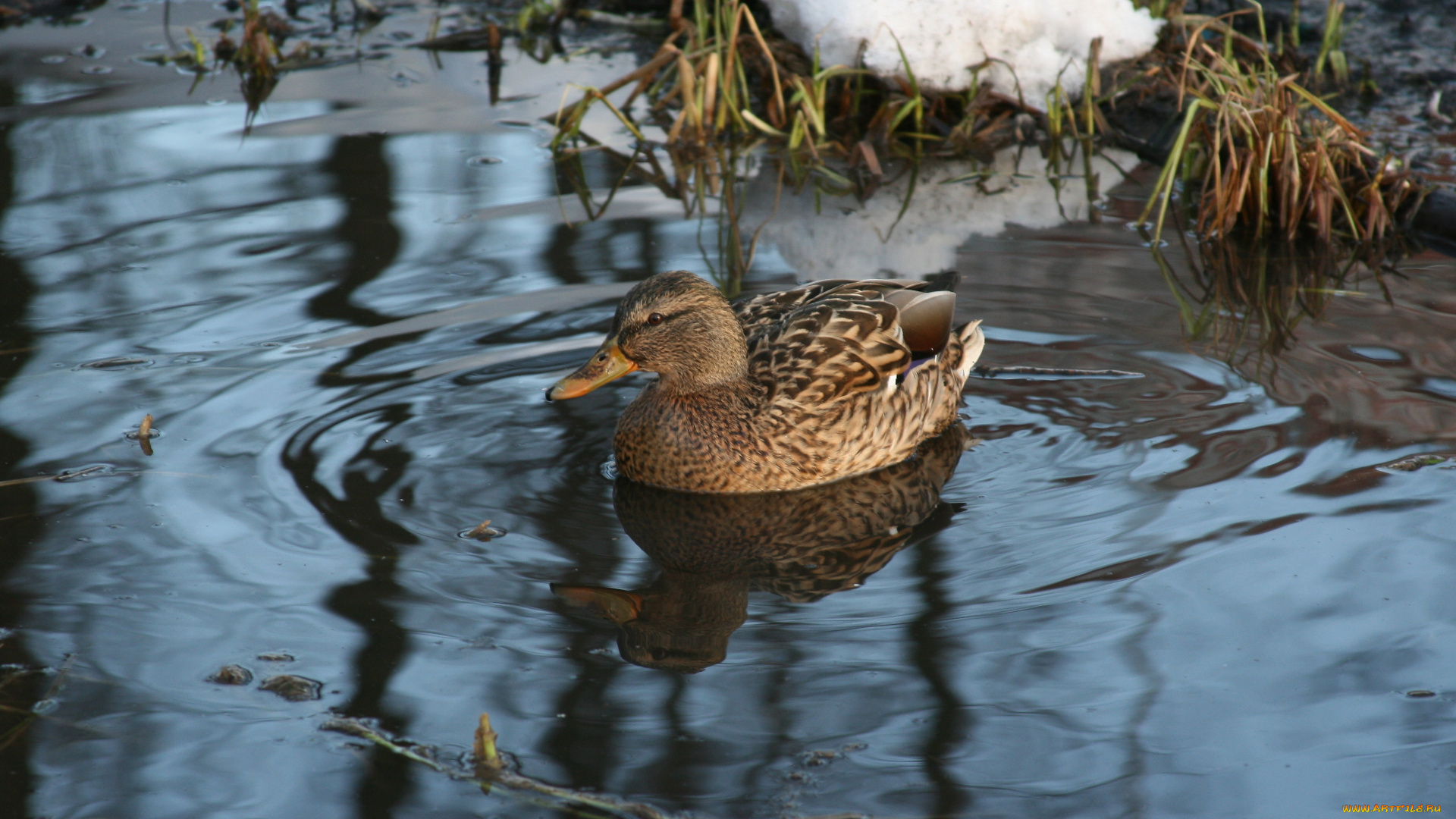 животные, утки, утка, озеро, вода