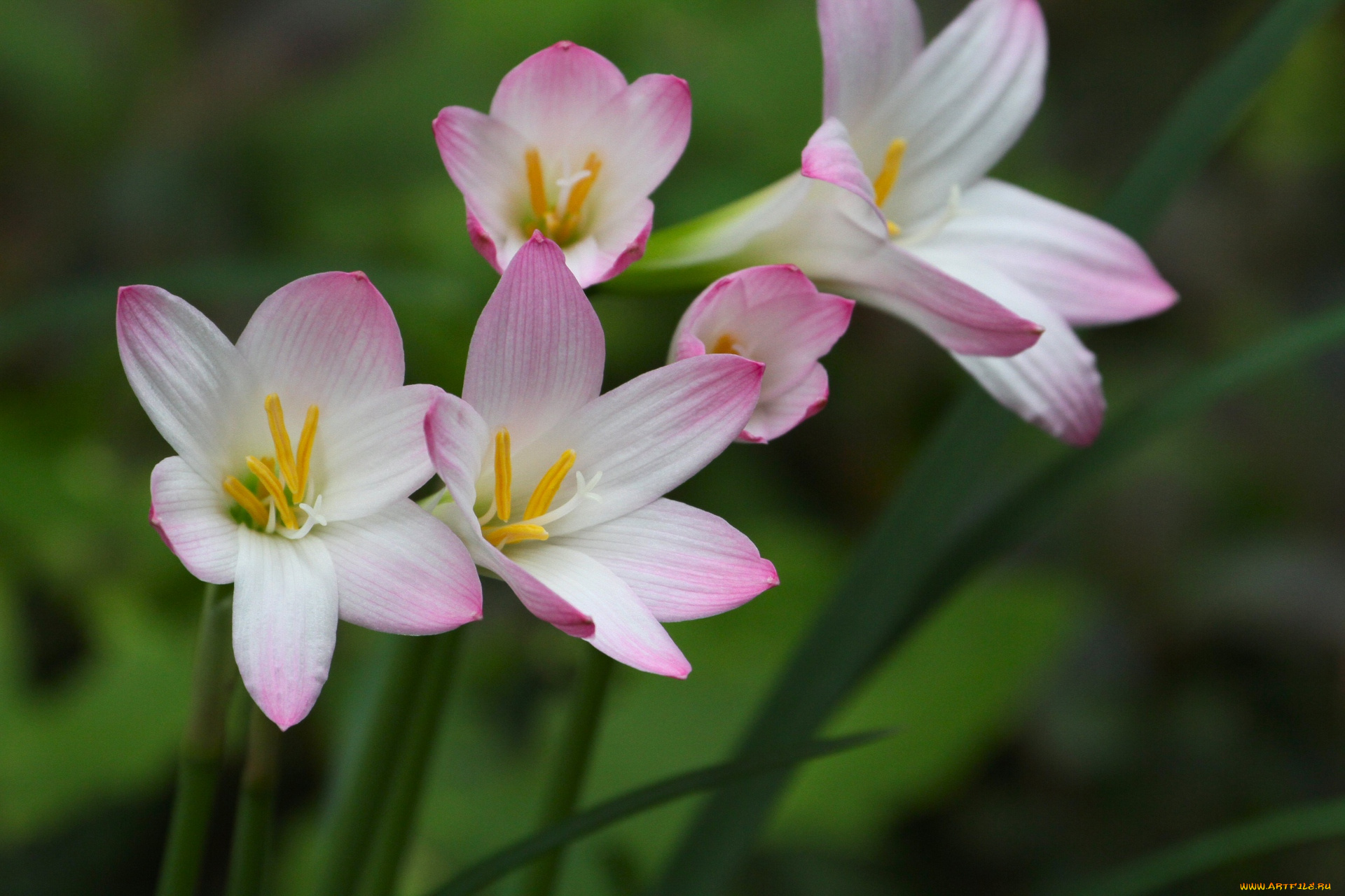 цветы, зефирантесы, листья