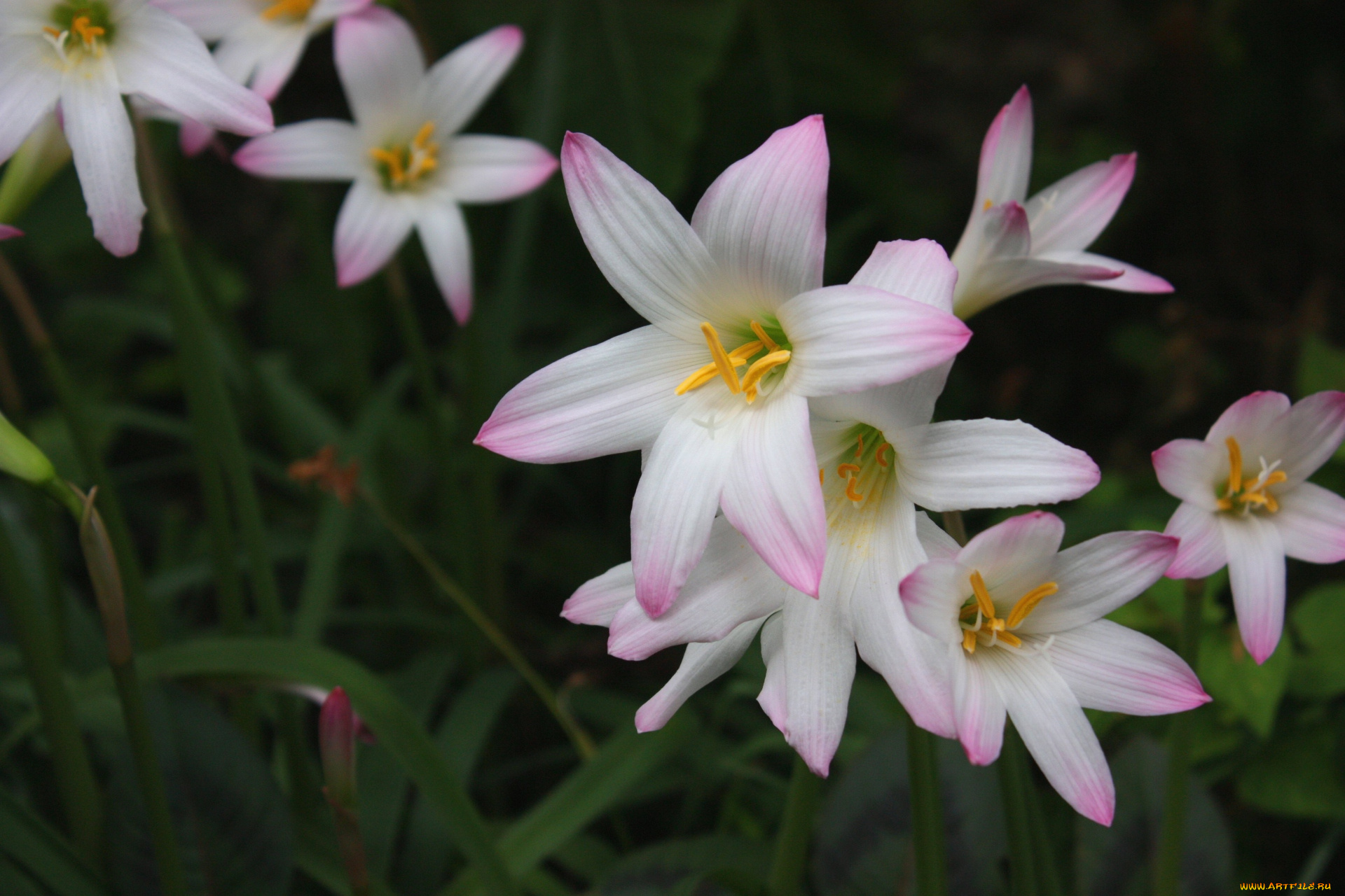 цветы, зефирантесы, тёмный, он