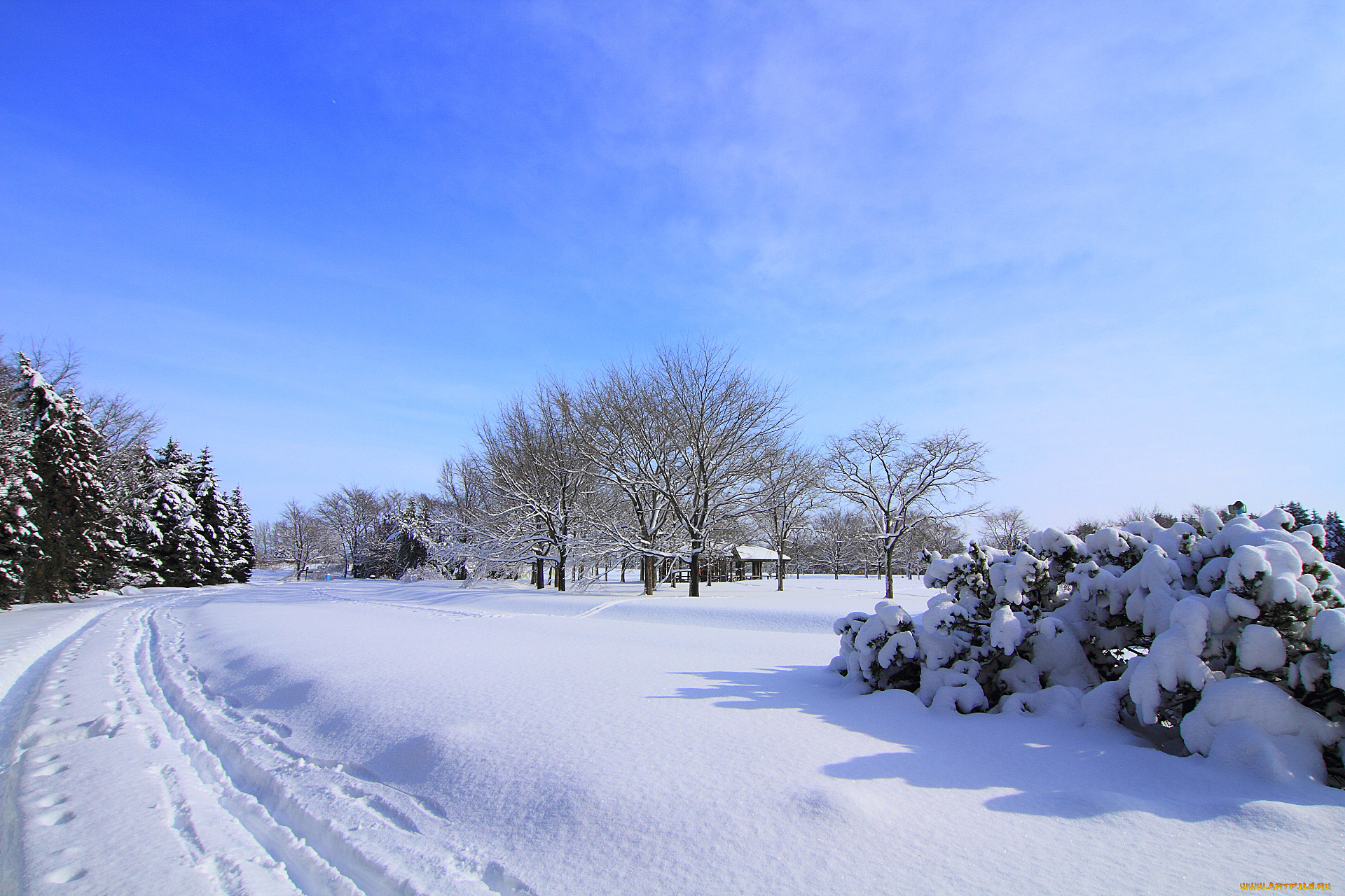 природа, зима, снег, деревья