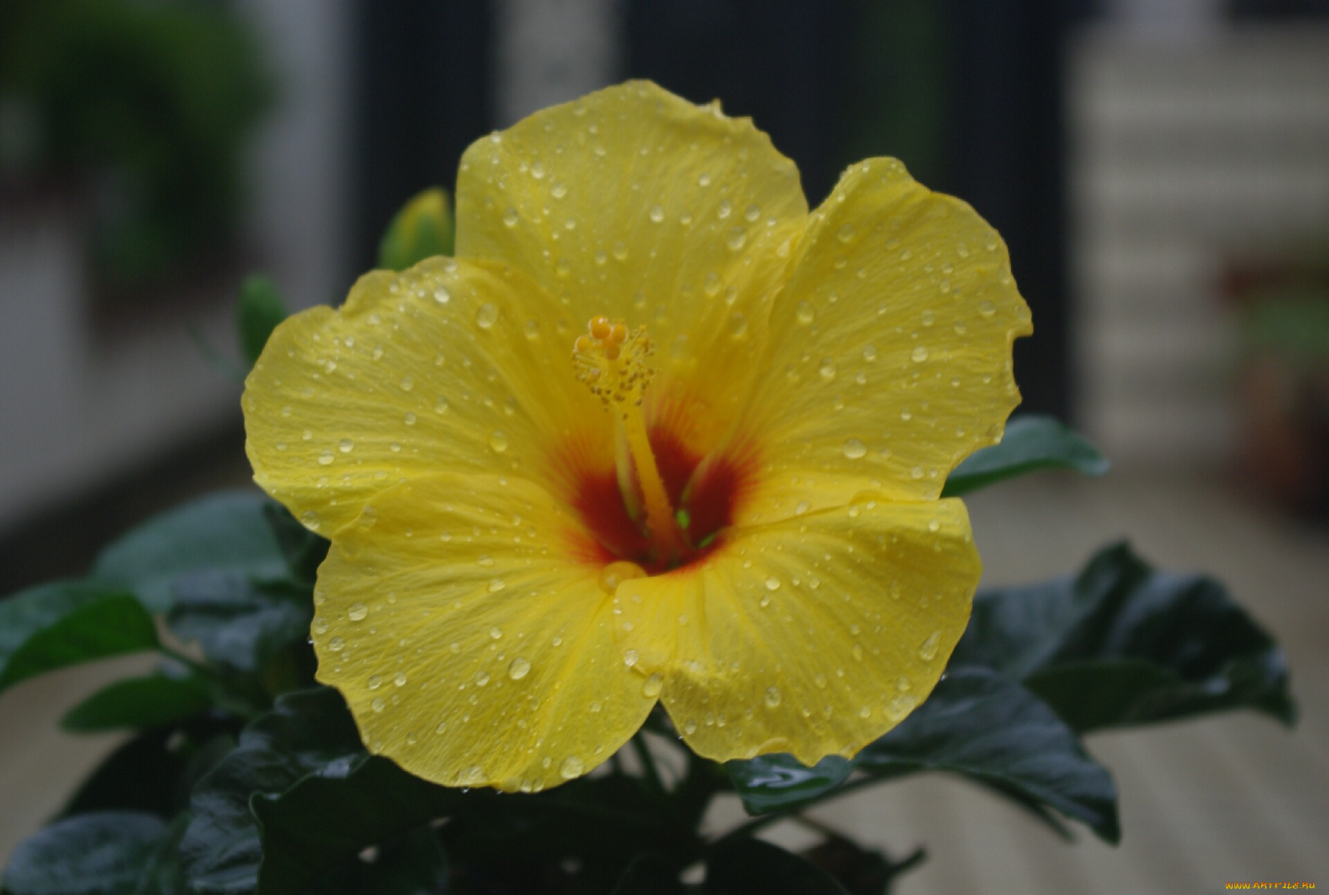 цветы, гибискусы, капли