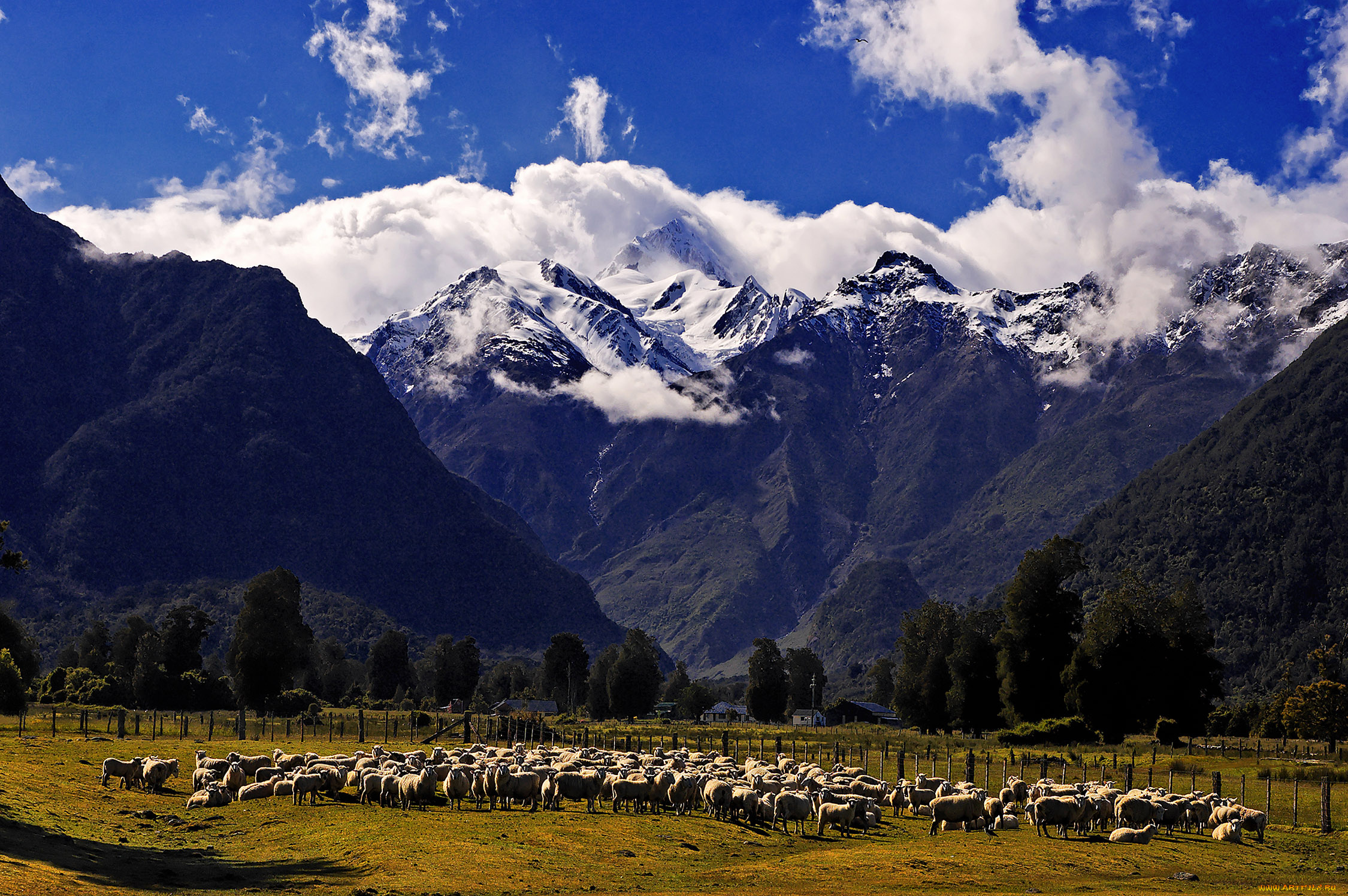 животные, овцы, бараны, горы, fiordland