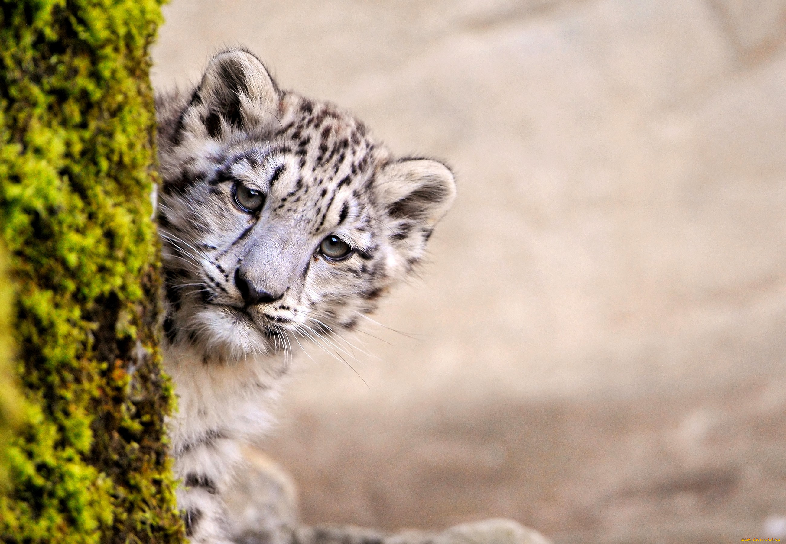 животные, снежный, барс, ирбис, маленький, пятна, интерес