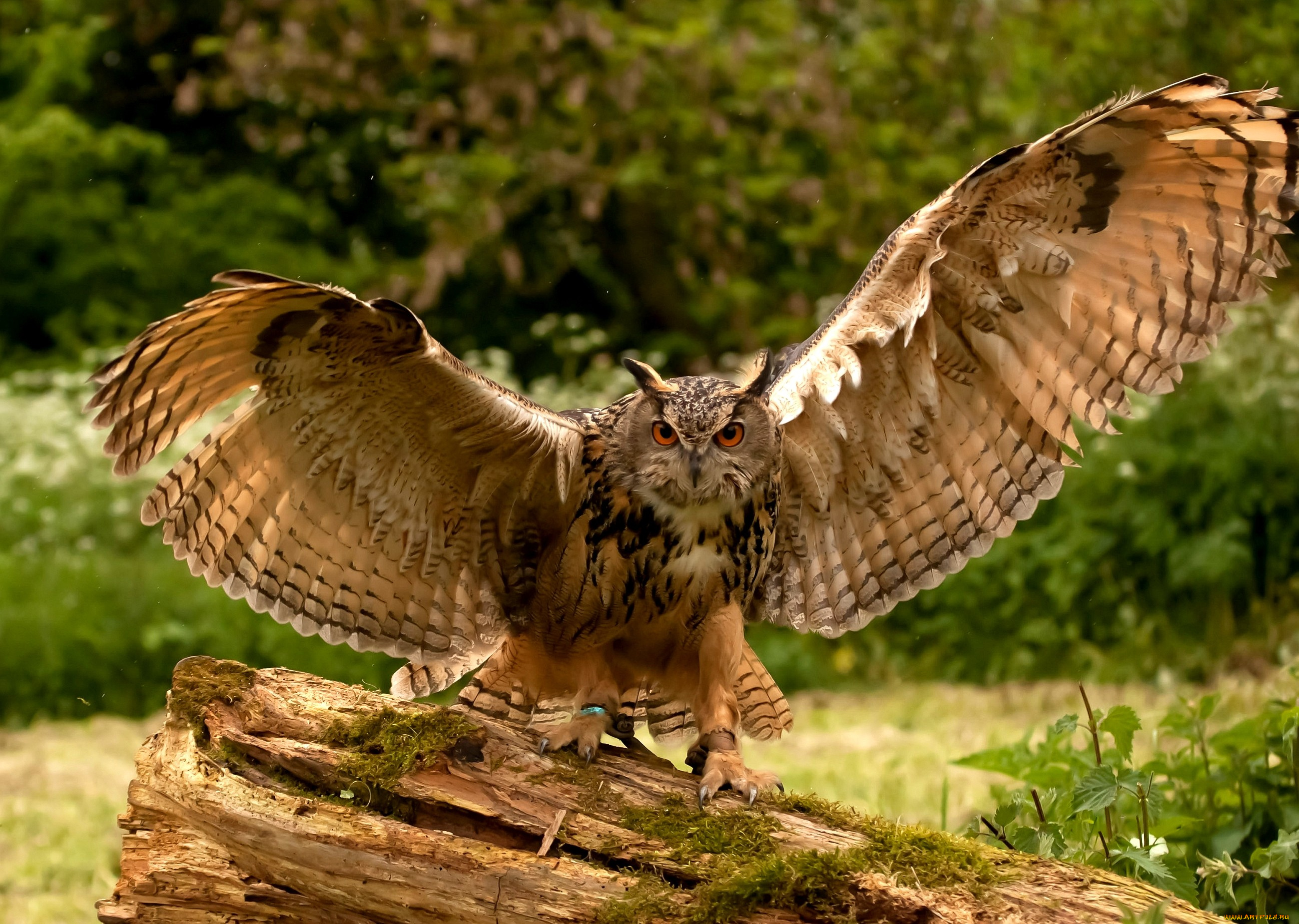 животные, совы, пестрый, размах, крылья