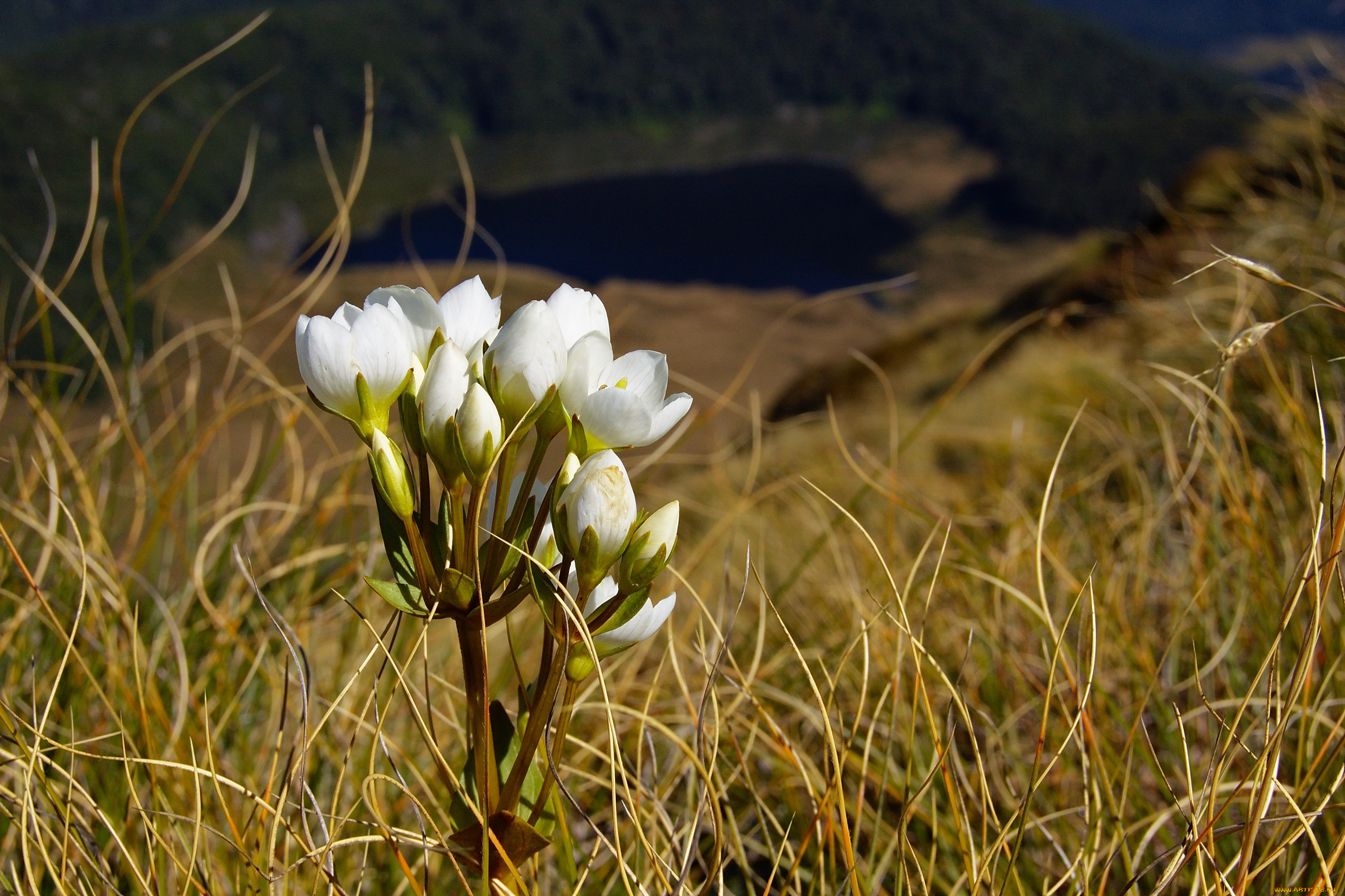цветы, луговые, полевые, fiordland